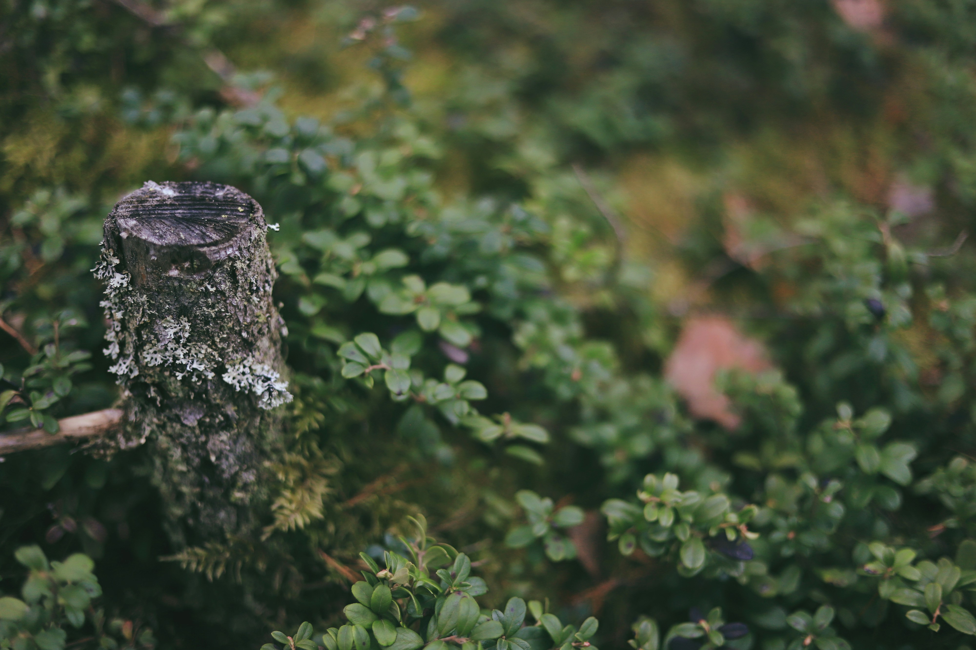 Photo by white_on_white