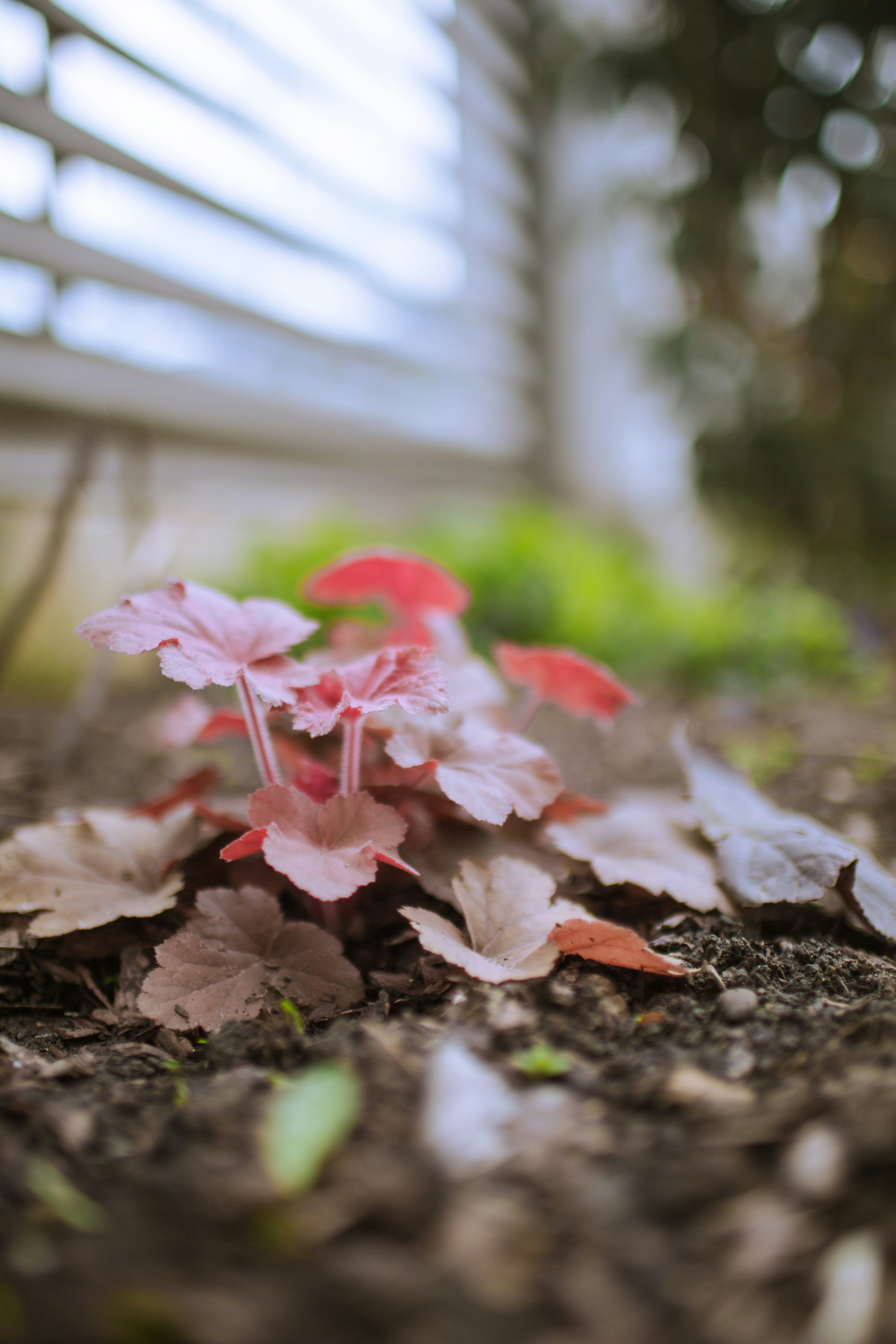 Pink heuchera plant with green foliage in garden