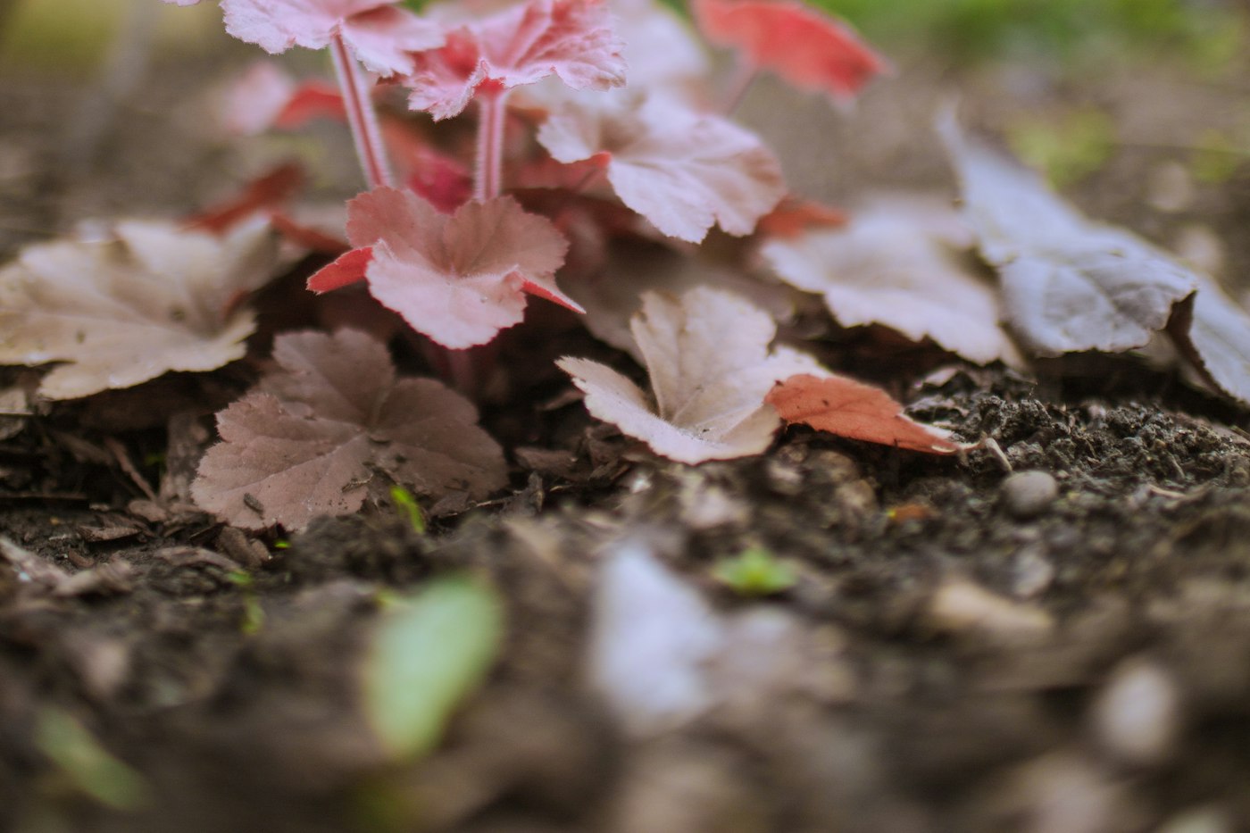 Pink-leaved coral bells planted in a garden bed