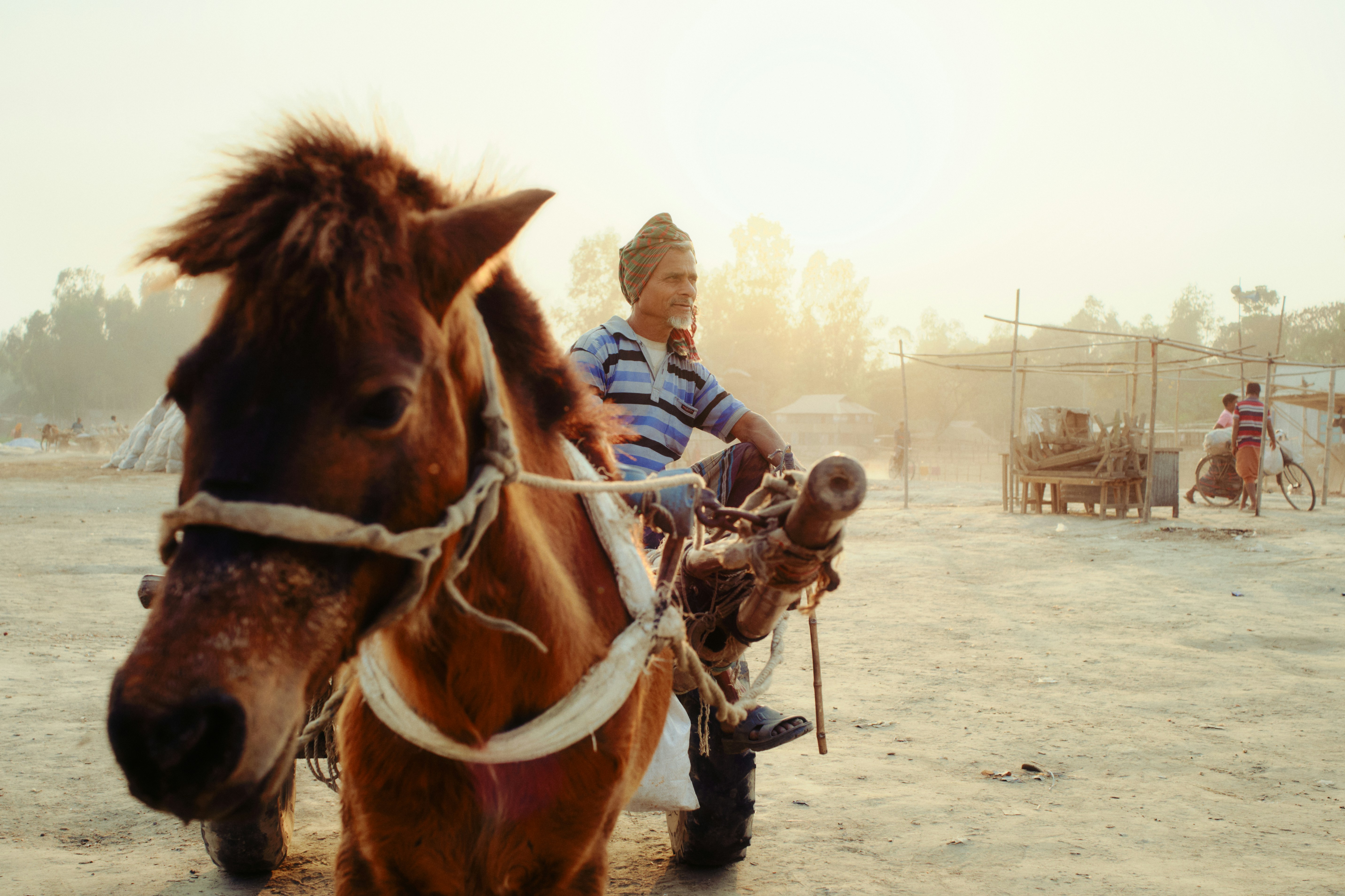 Man rides horse-drawn cart at sunrise