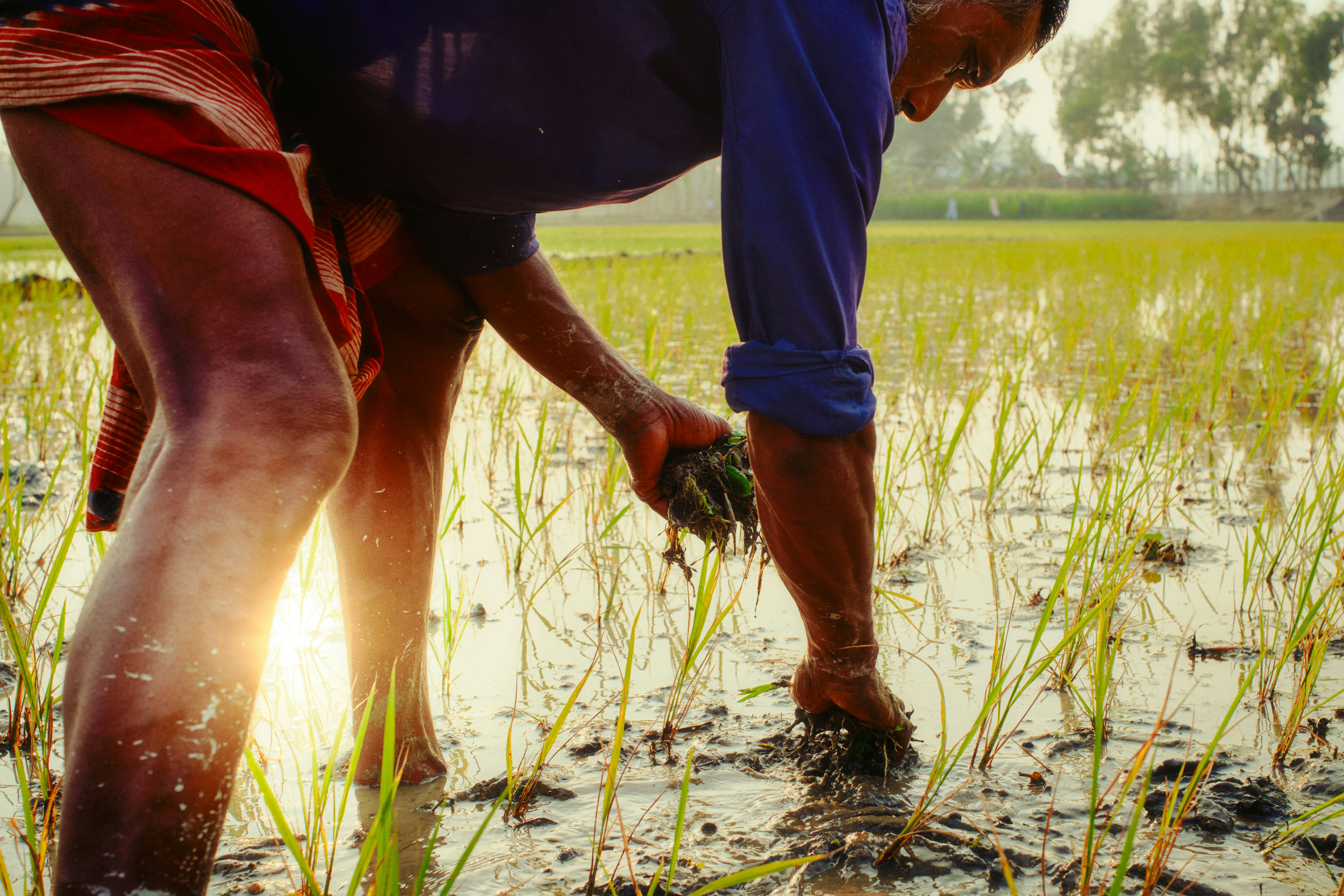 Farmer planting rice seedlings in a muddy field.