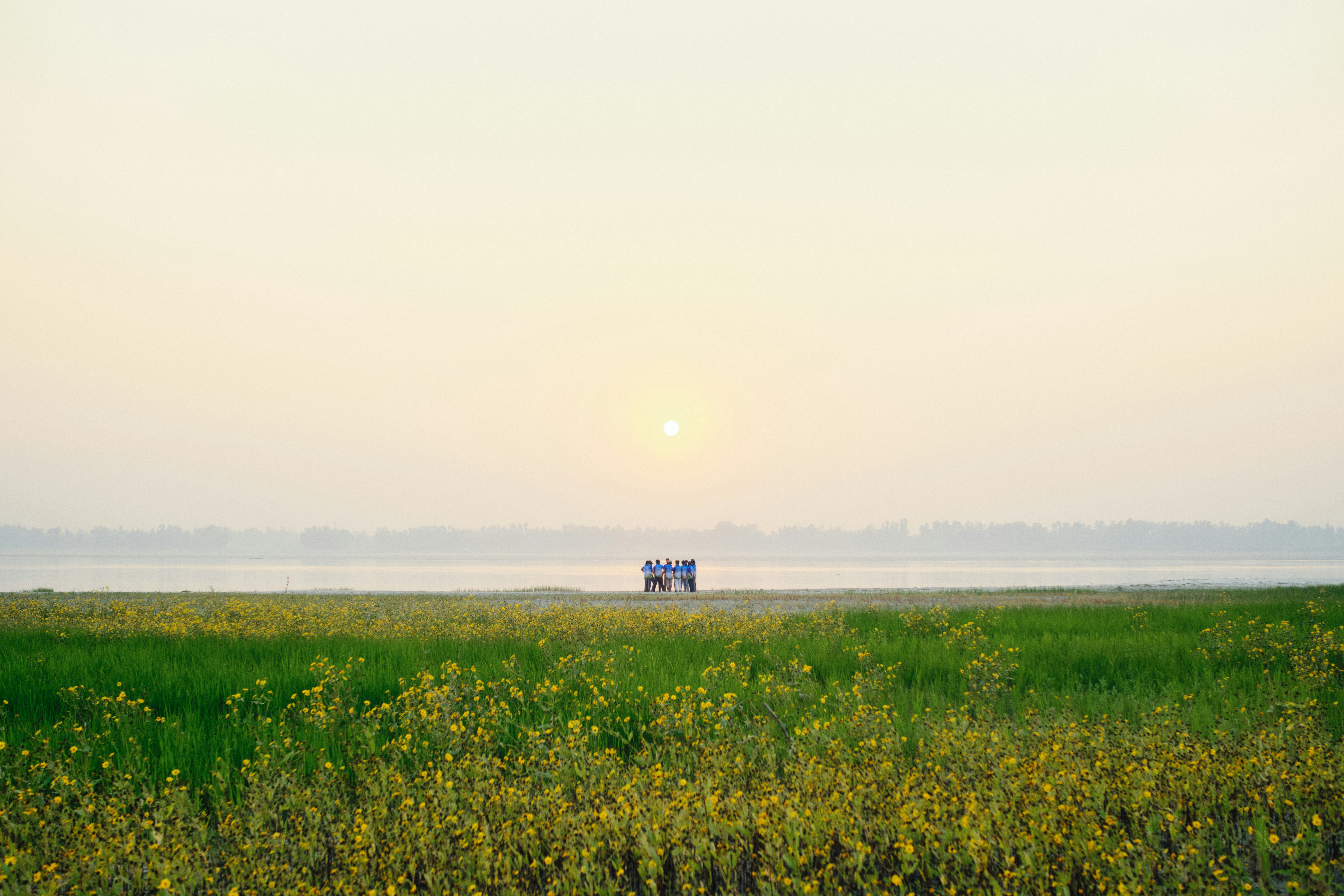 Sunrise over a misty field with yellow flowers.