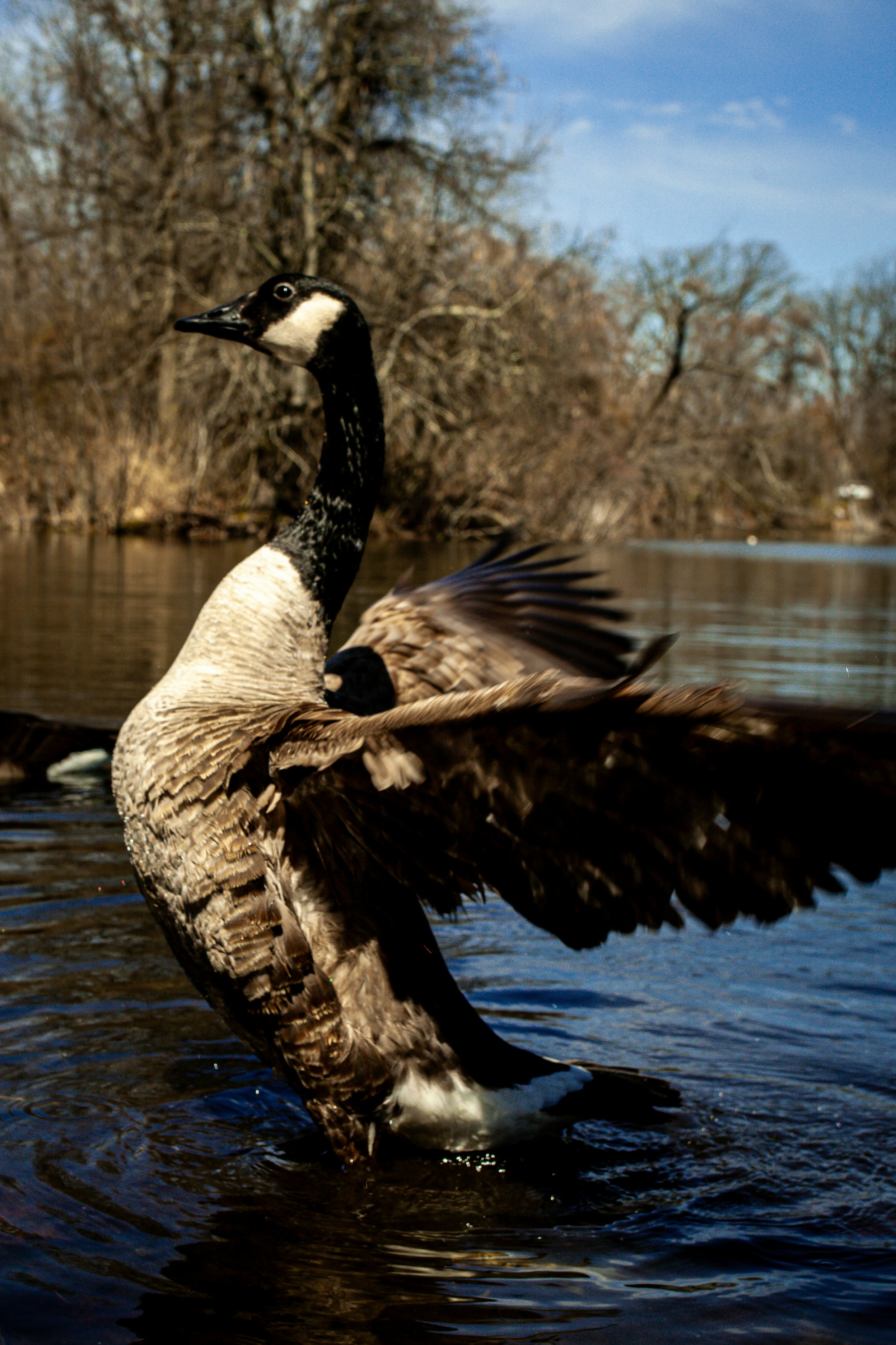 A goose flaps its wings in the water. photo – Free Bird Image on Unsplash