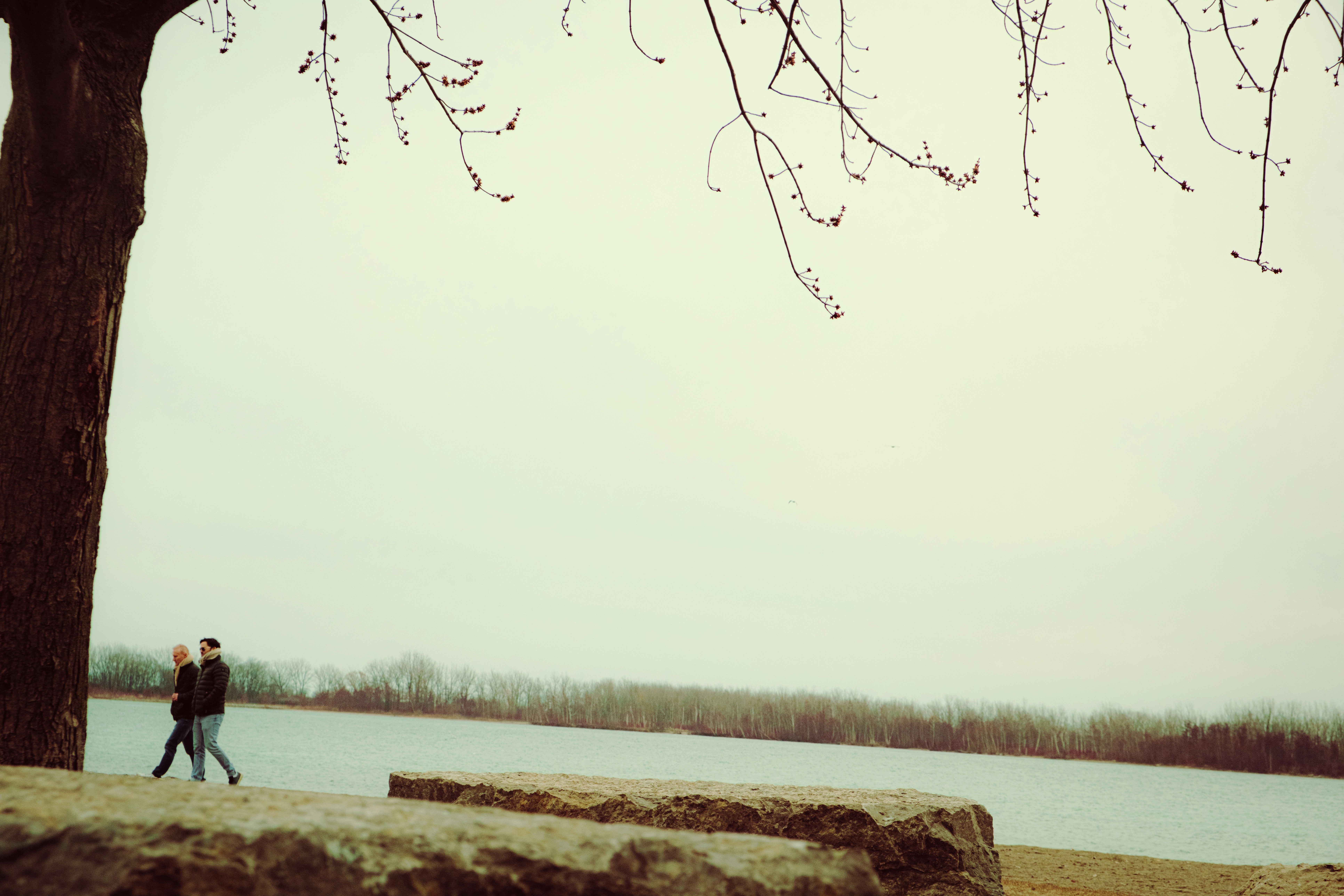 Pareja paseando junto a un lago bajo ramas desnudas