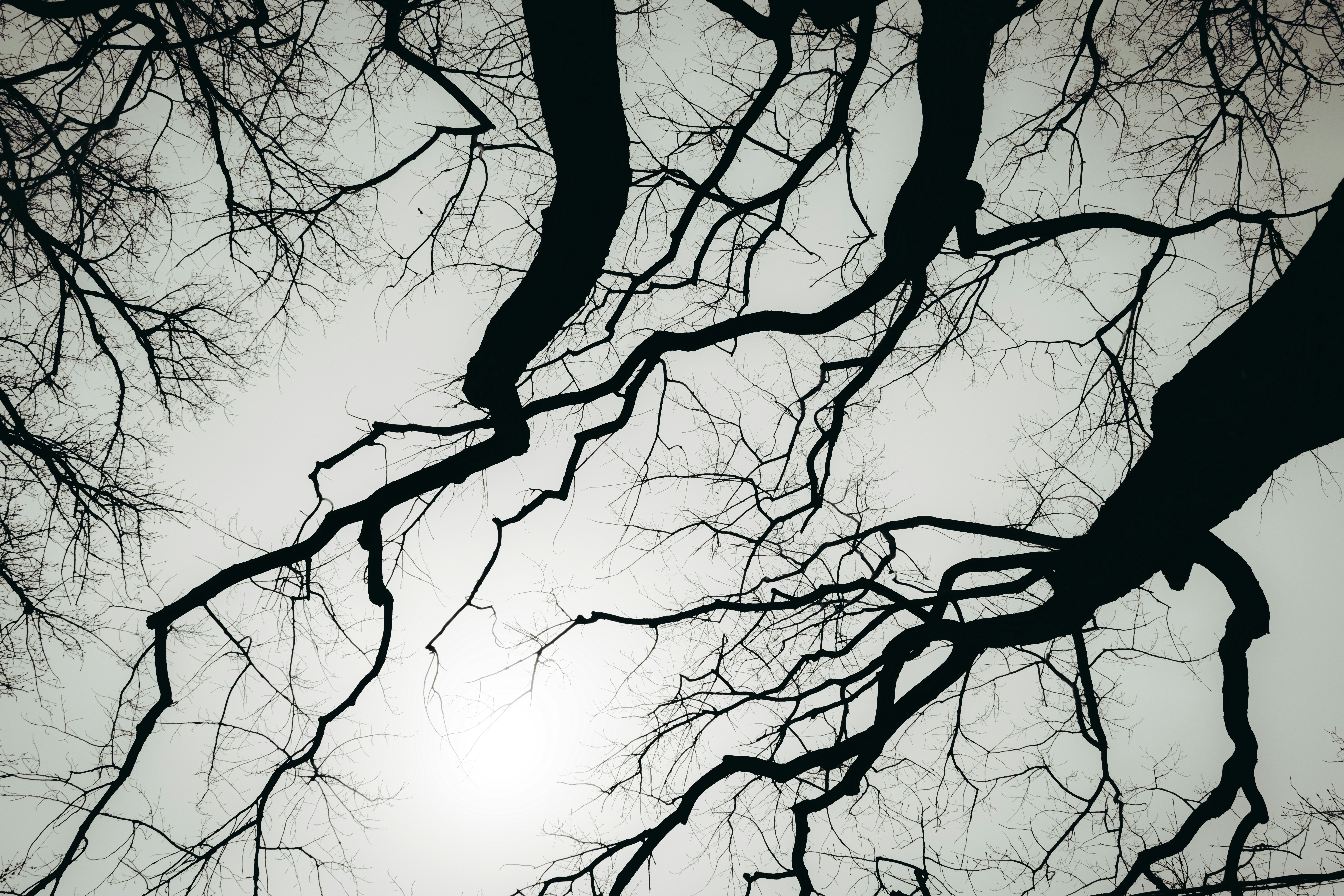 Ramas desnudas de árbol recortadas contra un cielo brillante