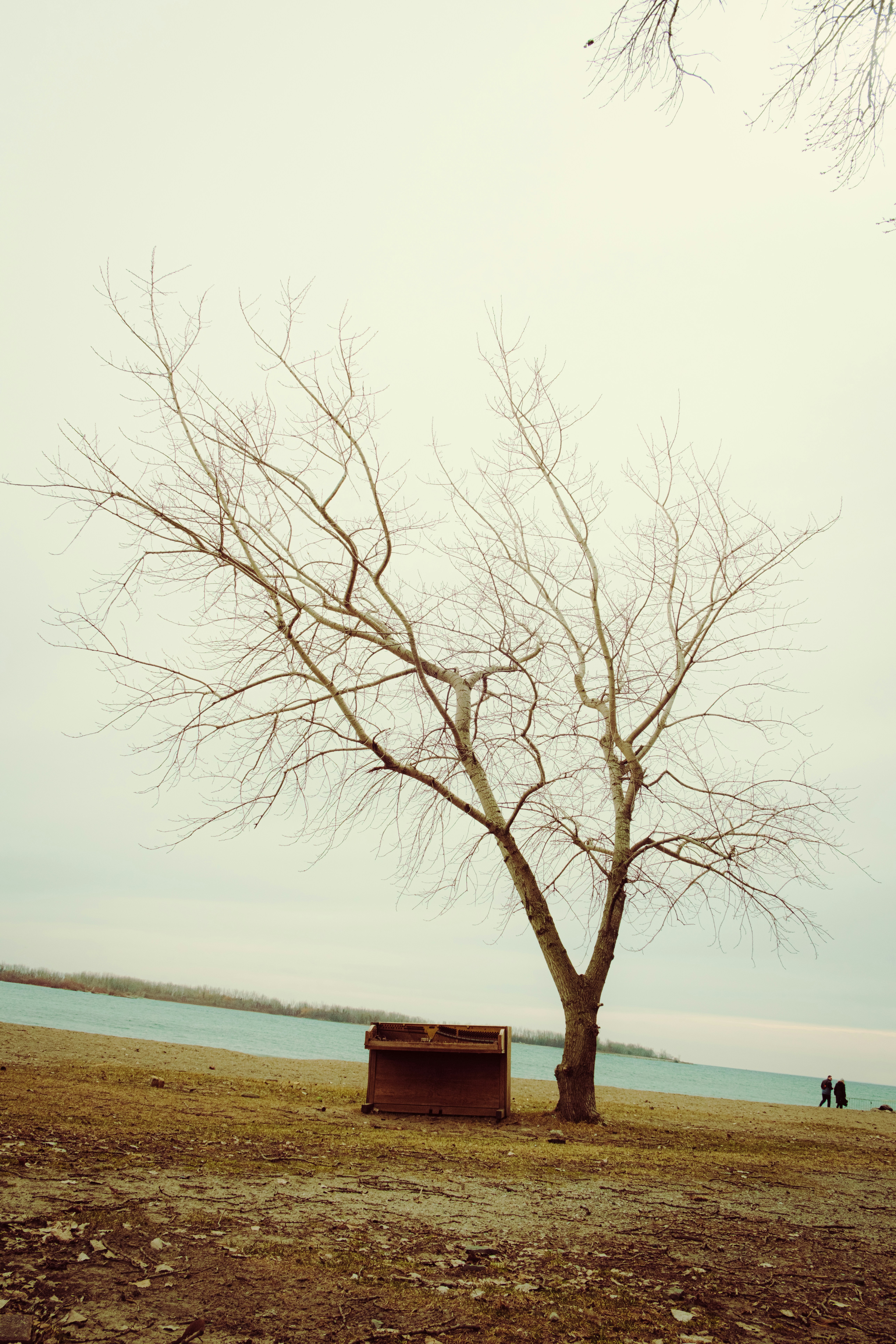 Árbol desnudo con un banco junto al agua