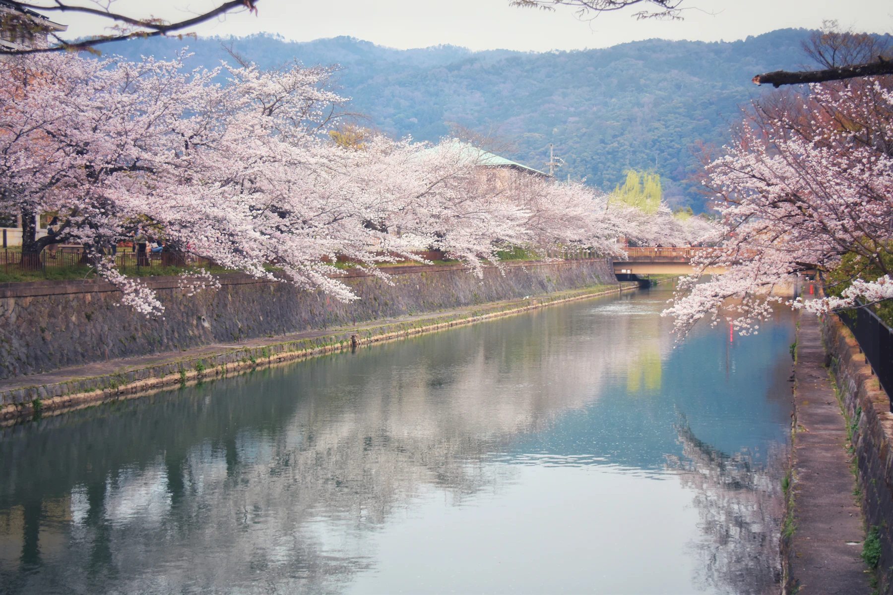 Kirschblüten an einem Kanal in Kyoto mit Bergen im Hintergrund