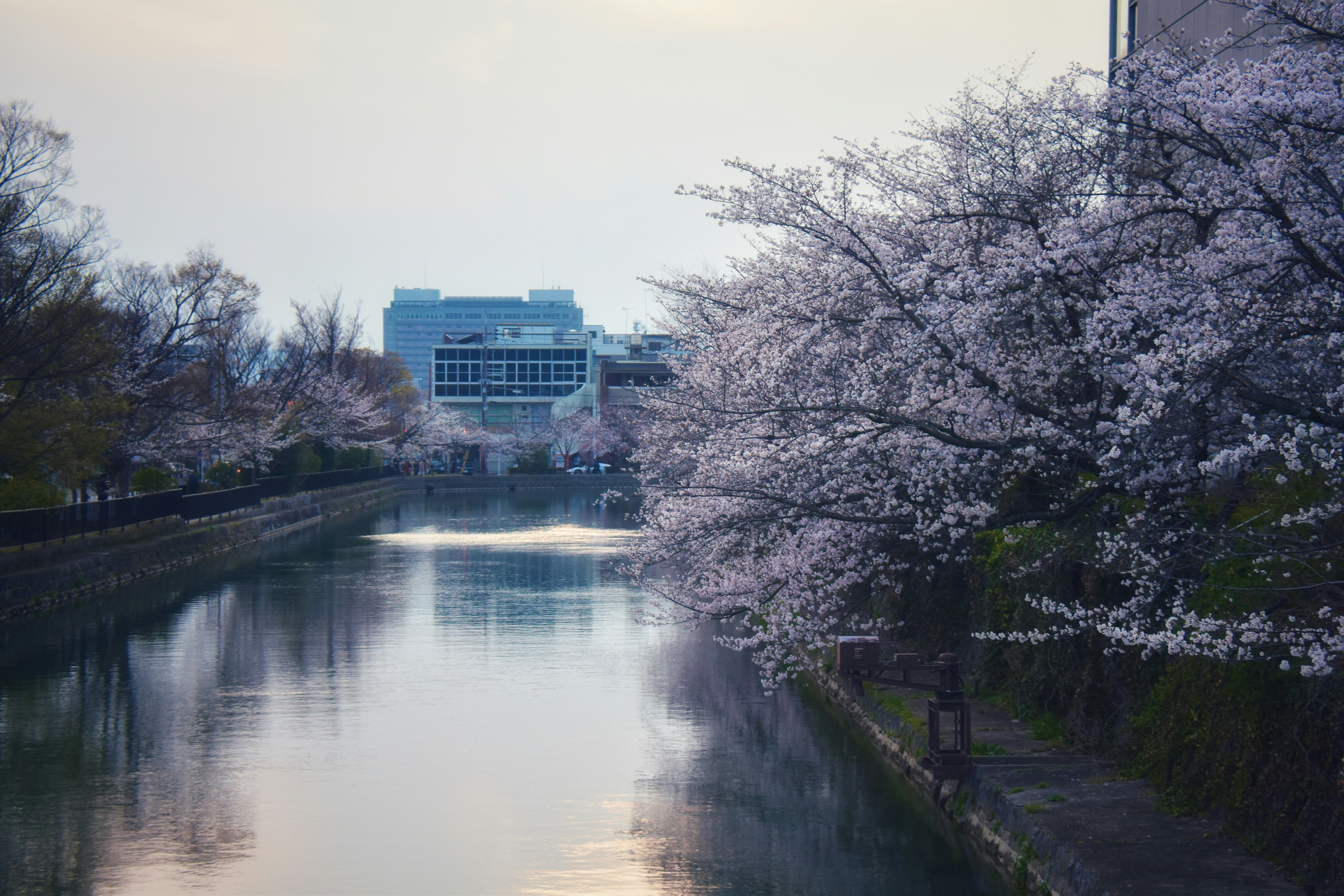 Cherry blossoms line a canal with modern buildings beyond.