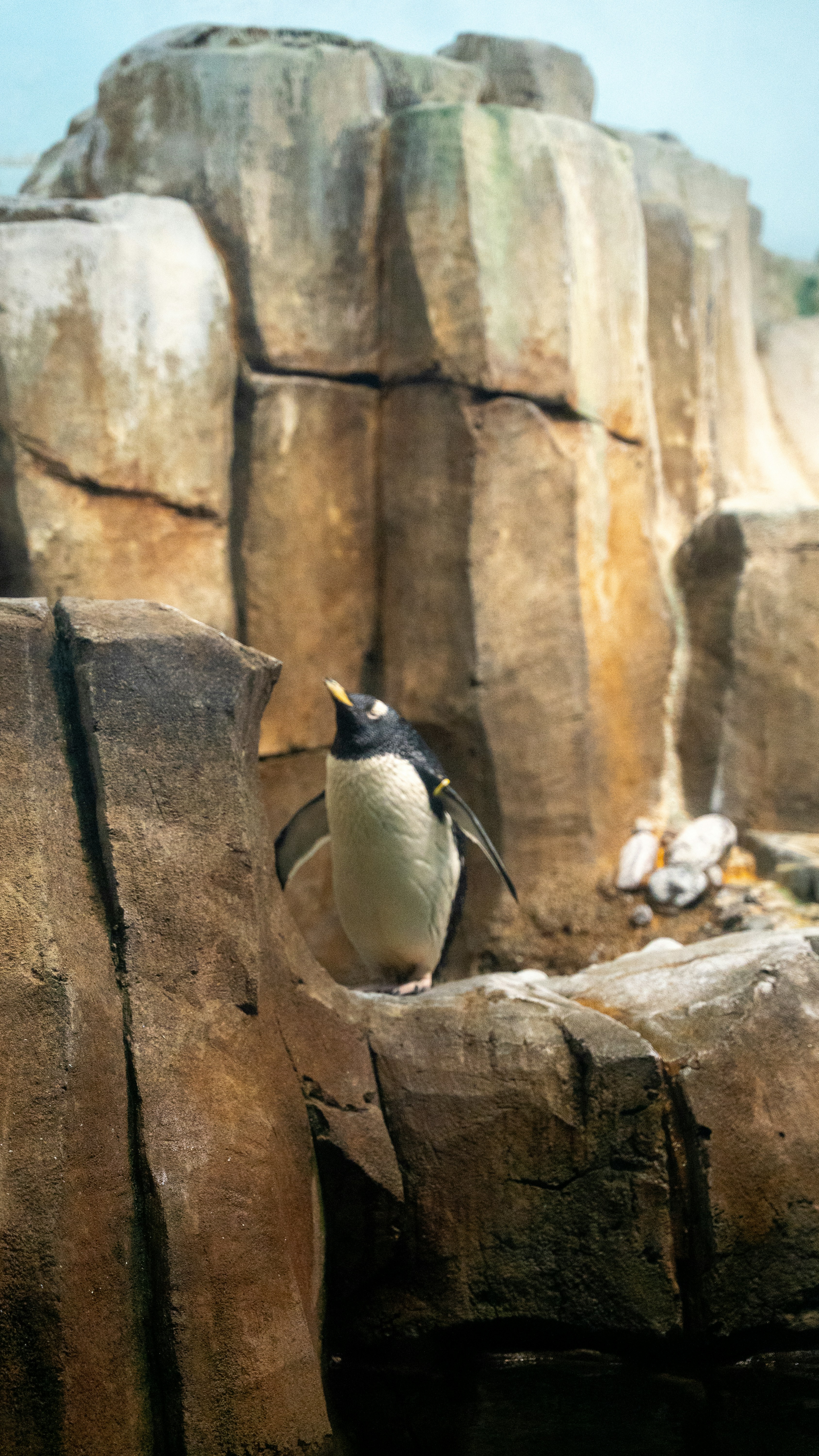 Un pinguino si trova su una sporgenza rocciosa all'aperto.