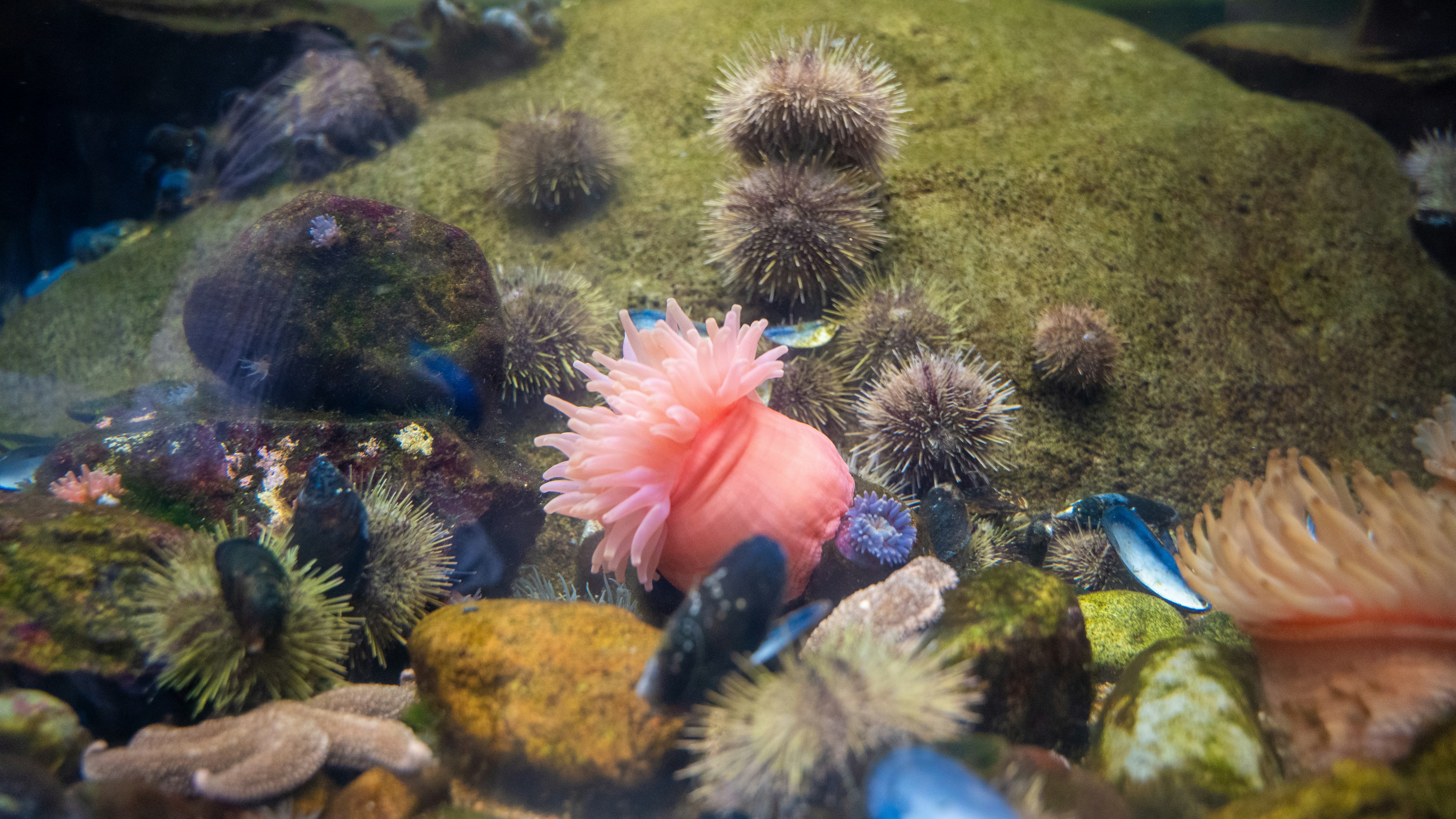 Anemoni e ricci di mare sul fondo oceanico.
