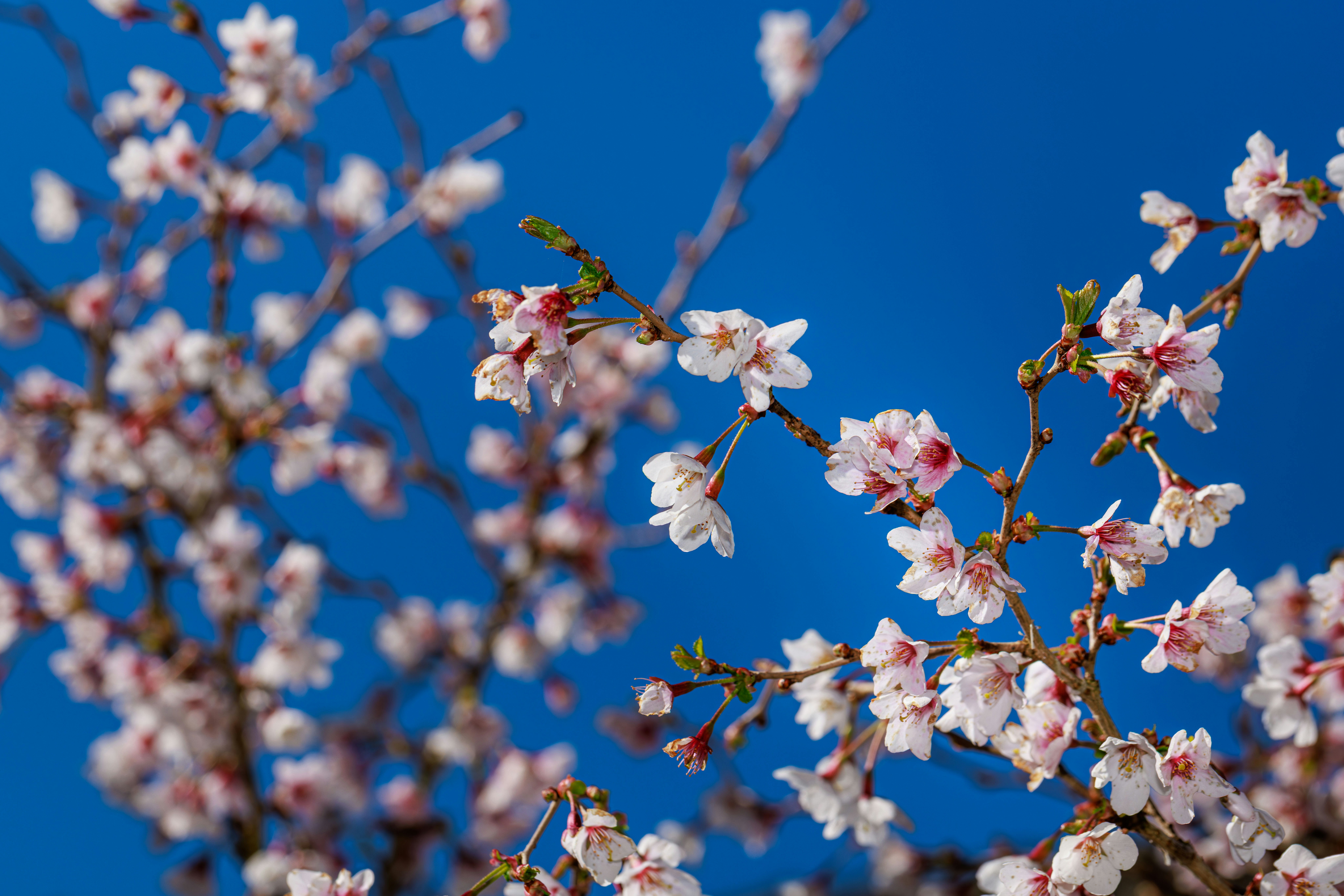 Photo by sturmschwalbe