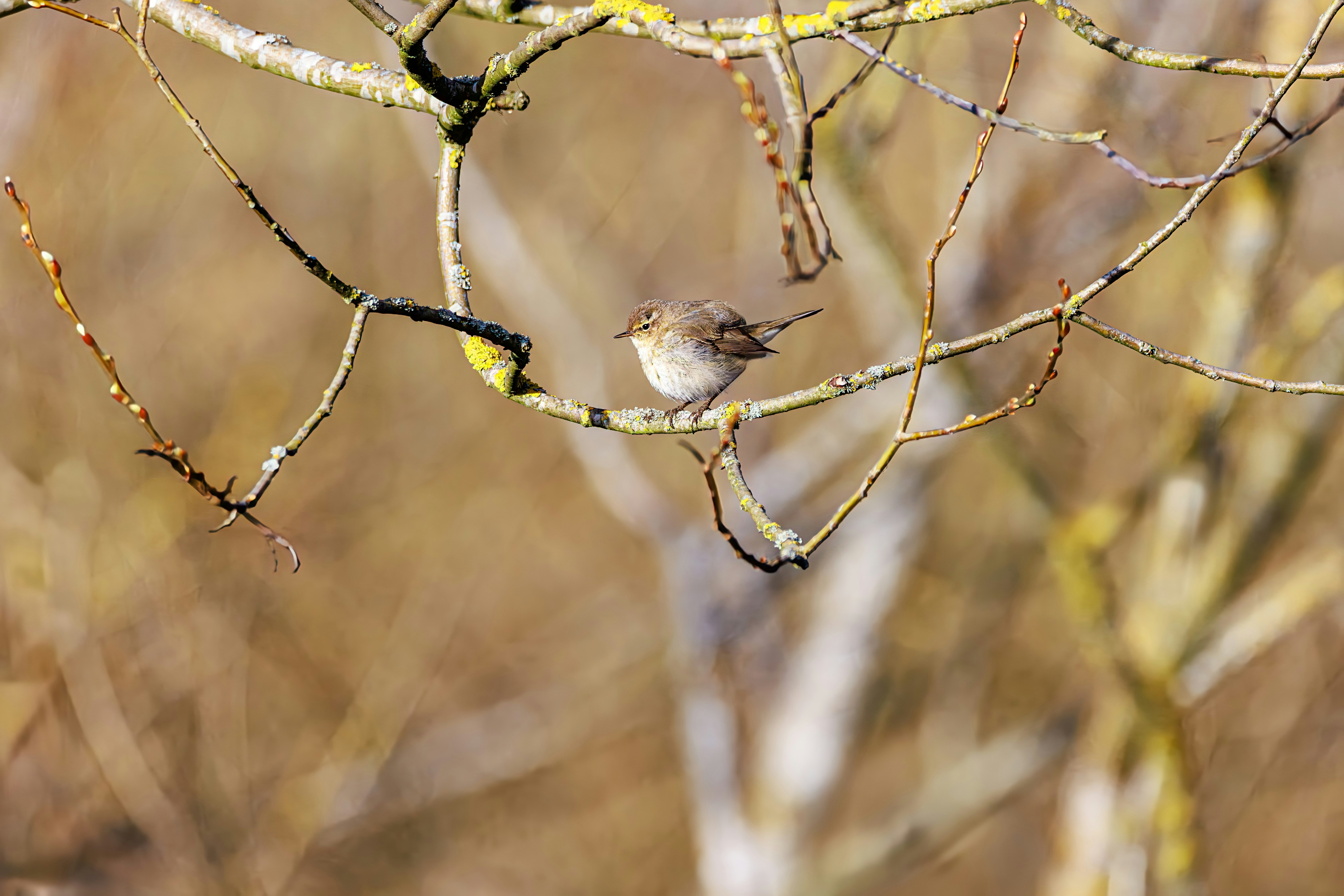 Photo by sturmschwalbe