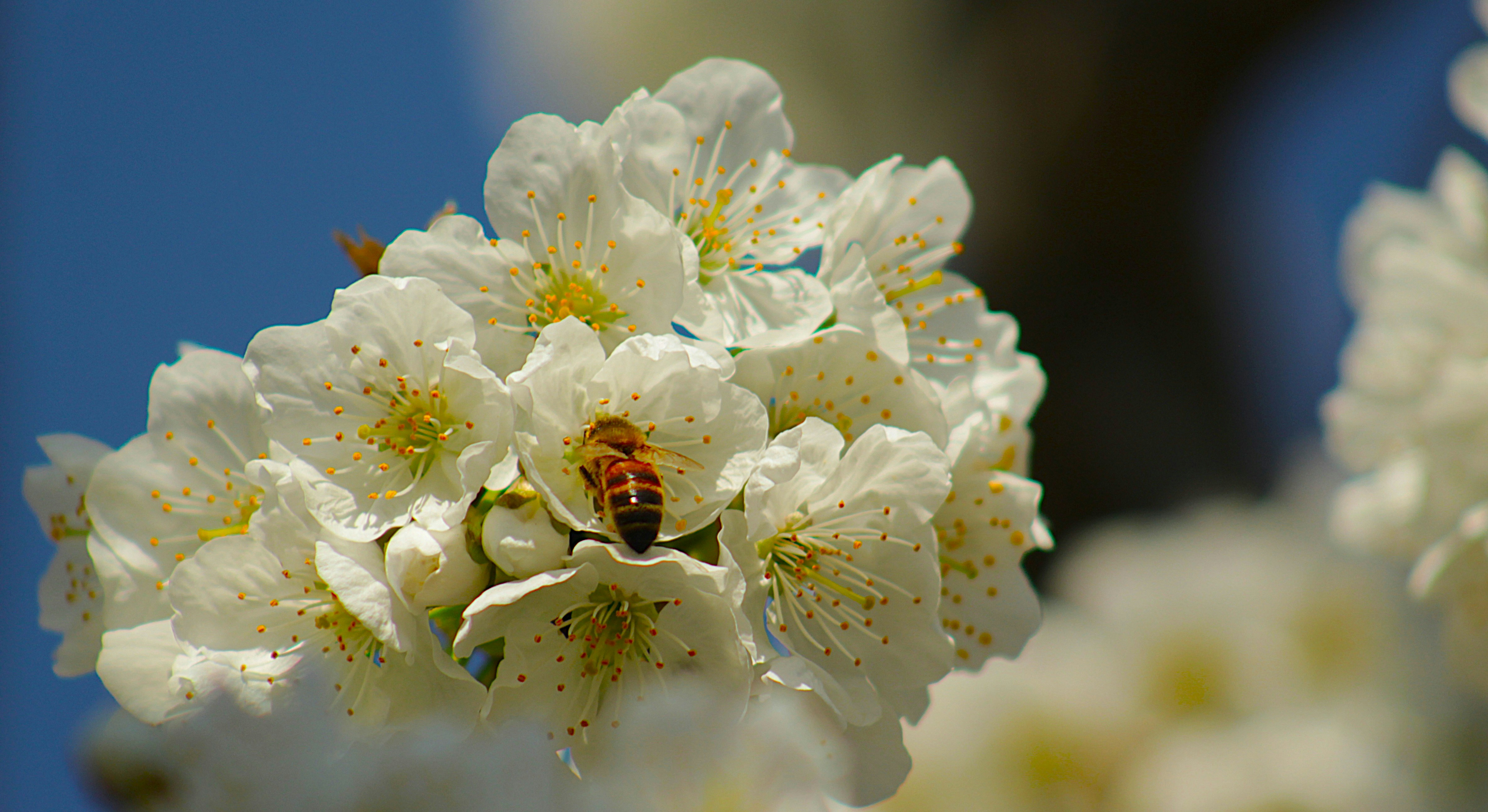 A bee pollinating white cherry blossoms on a bright day