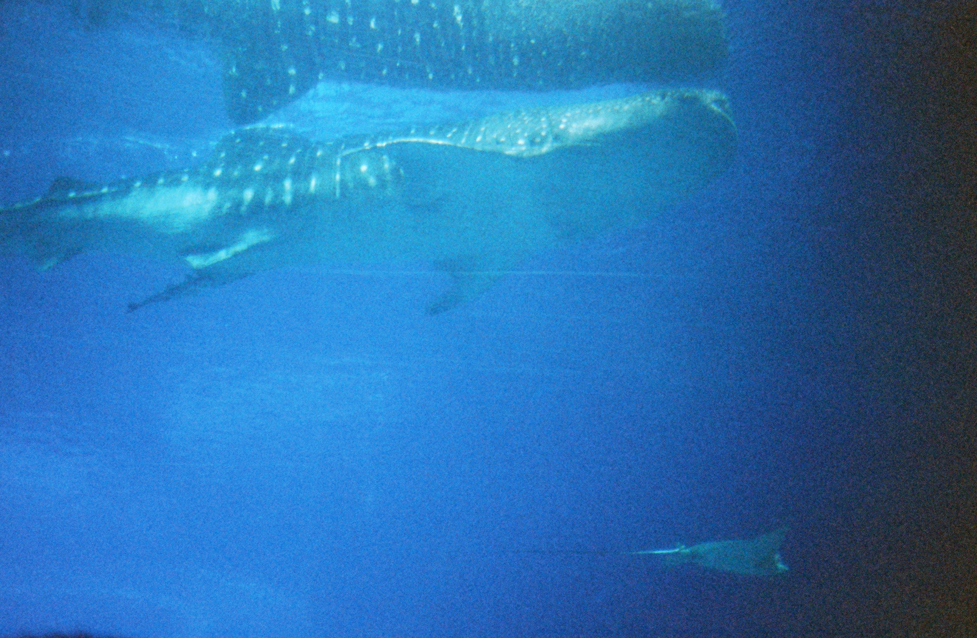 Sumbawa Whale Shark Snorkeling Trip
