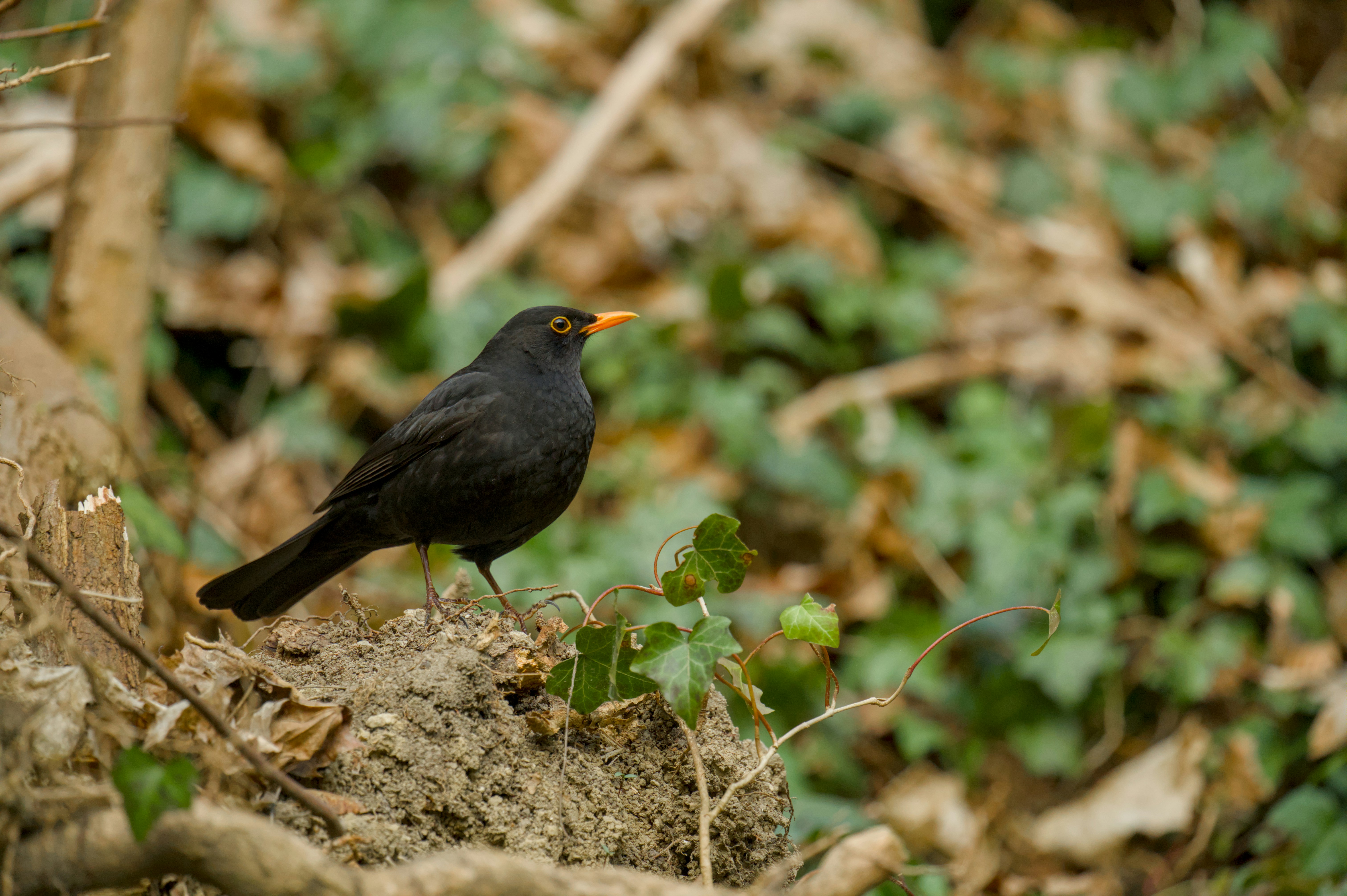 Eine Amsel steht auf einem moosbedeckten Fleck Boden.