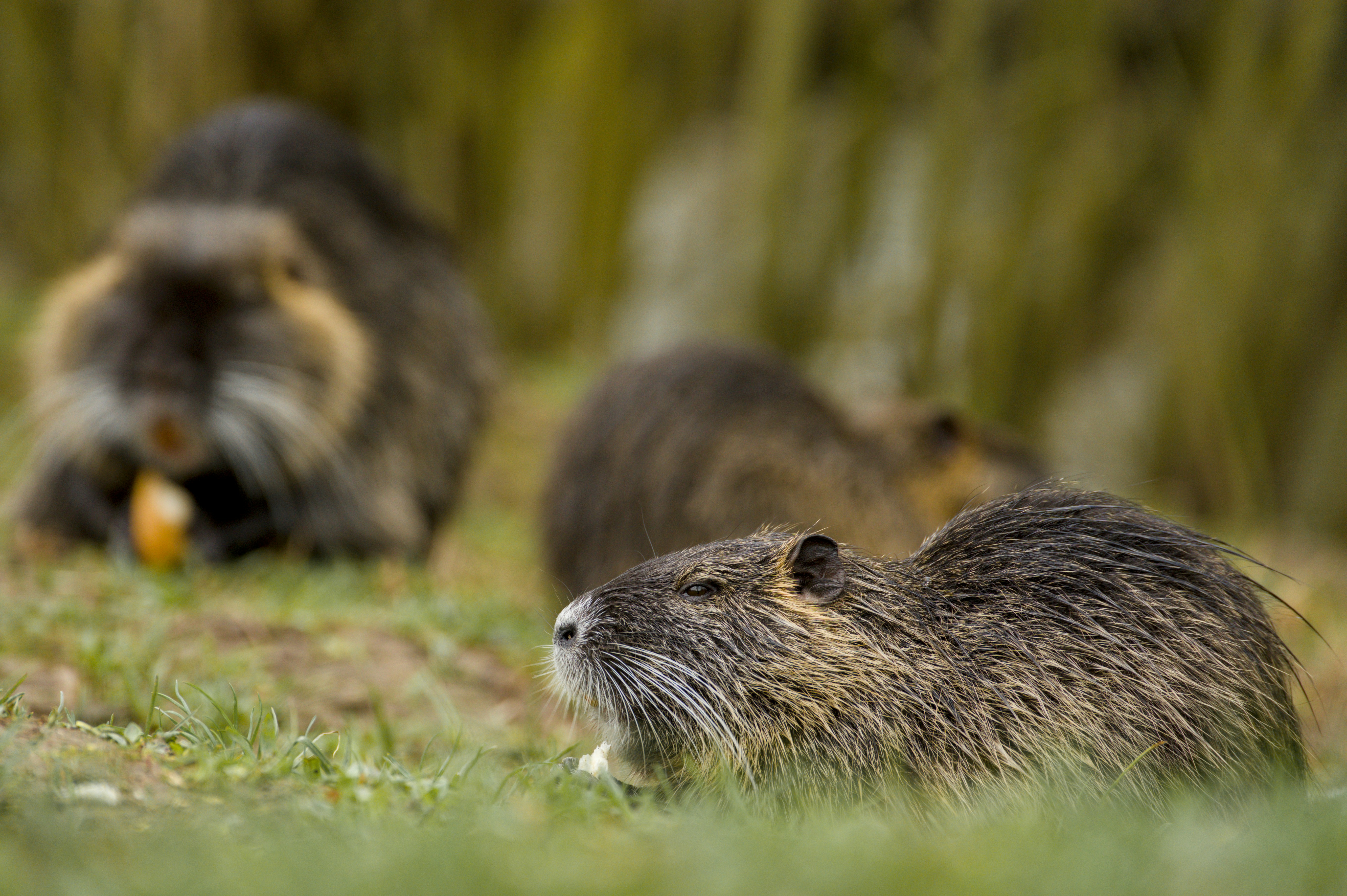 Drei Nutria-Nagetiere auf einem grasbewachsenen Feld