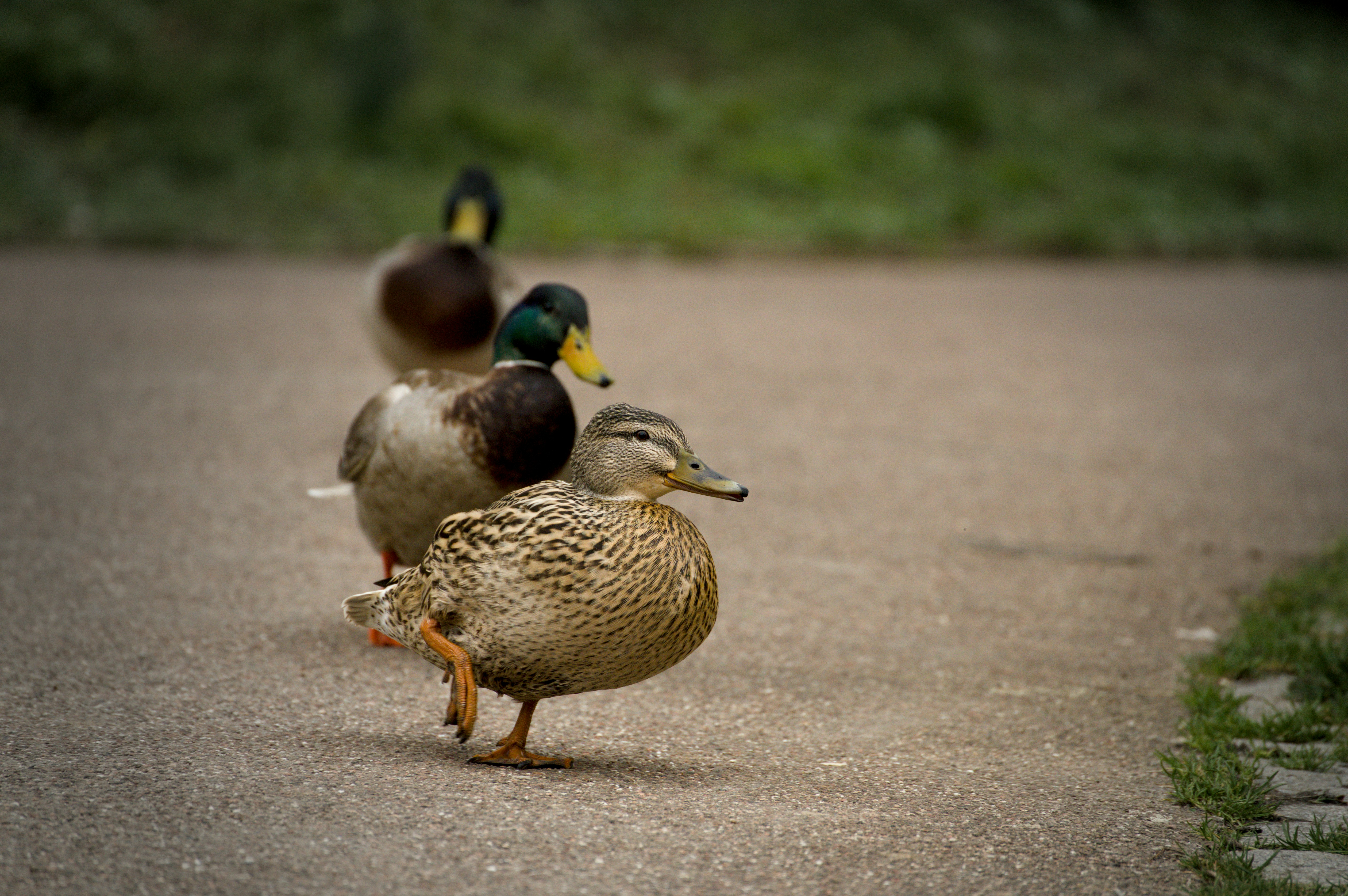 Drei Enten, die in einer Reihe auf einem Weg gehen