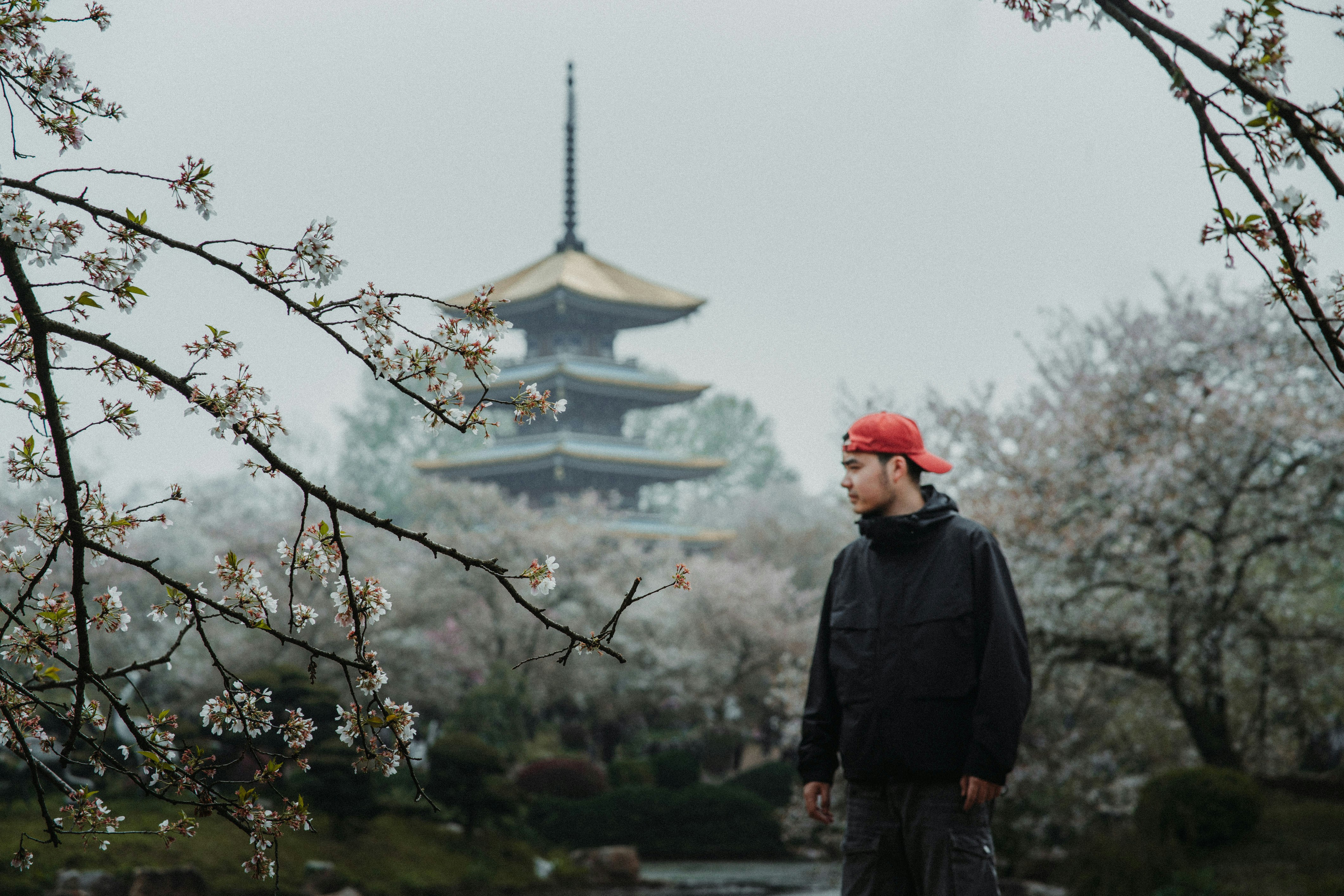 Man in red hat near pagoda surrounded by cherry blossoms.