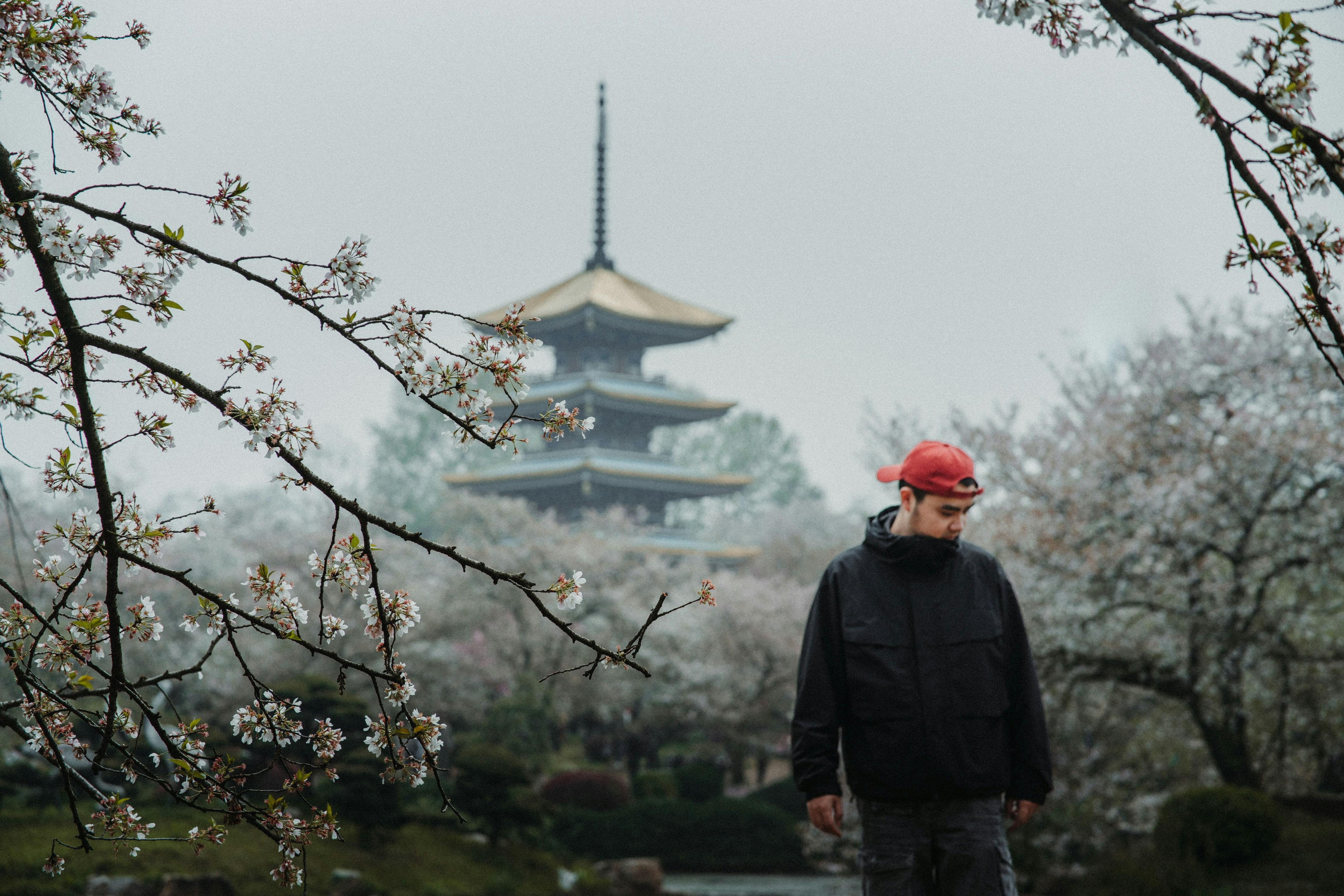 Man walks past pagoda surrounded by cherry blossoms