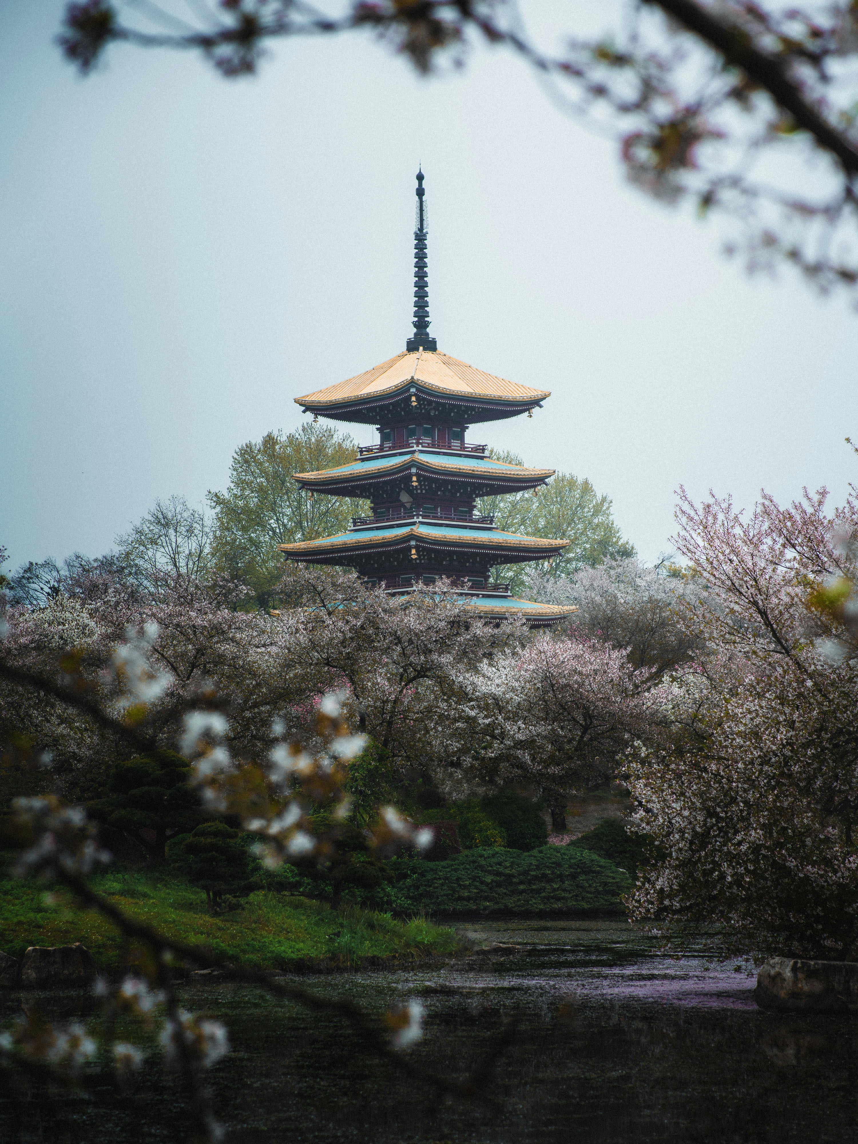 A japanese pagoda surrounded by blooming cherry blossoms.