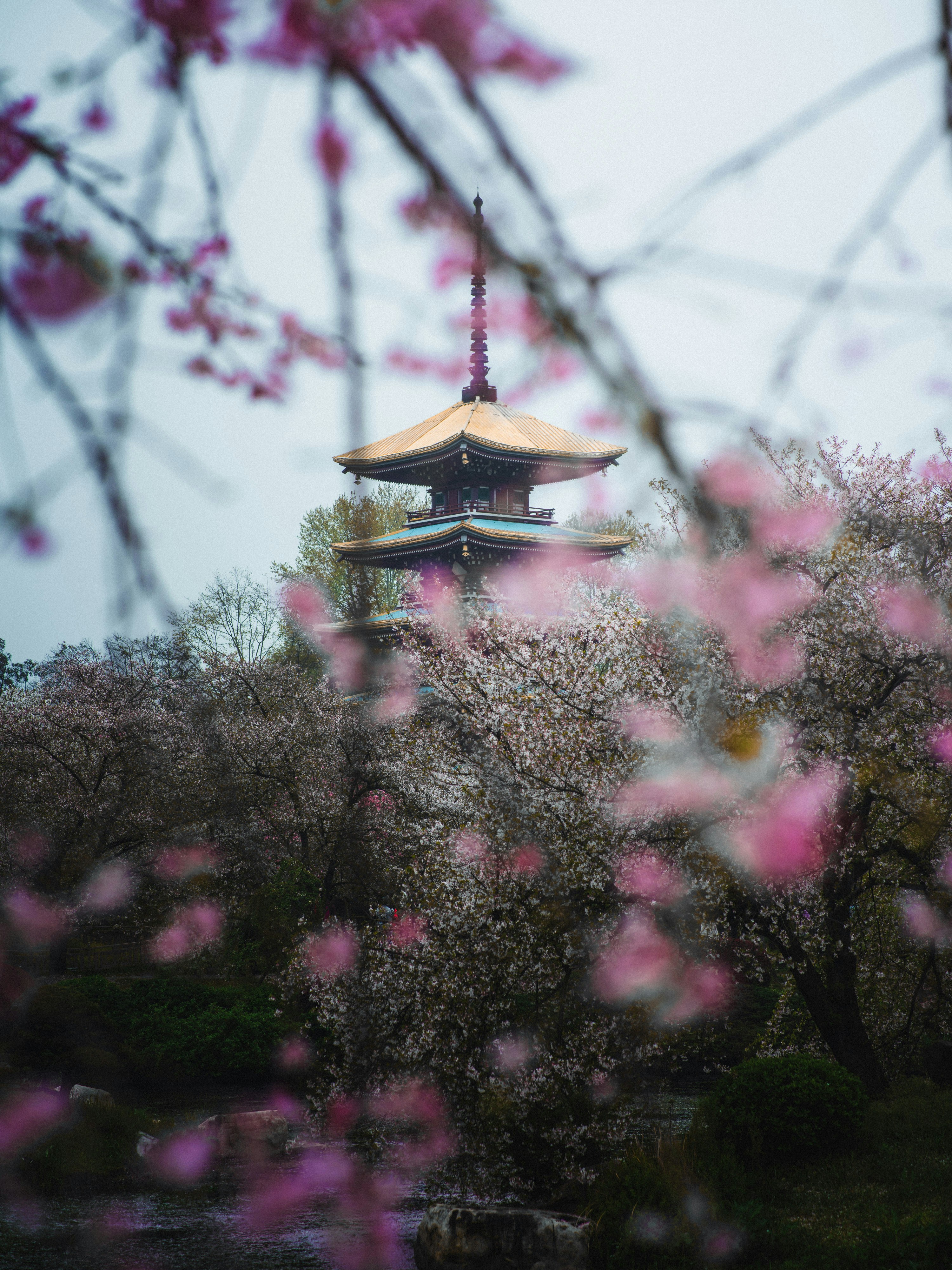 Pagoda surrounded by blooming cherry blossoms