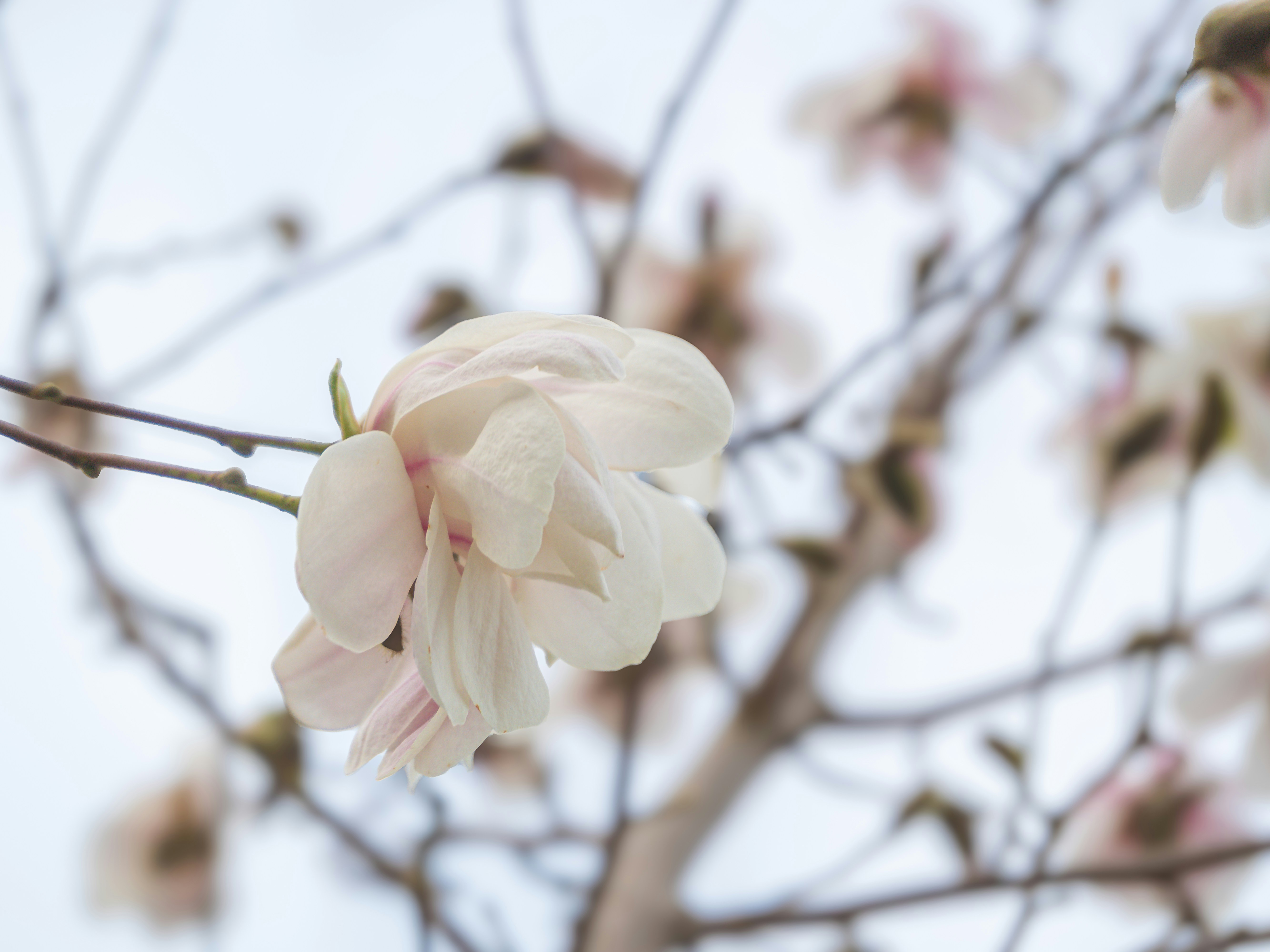 Photo by aliona_zahrai