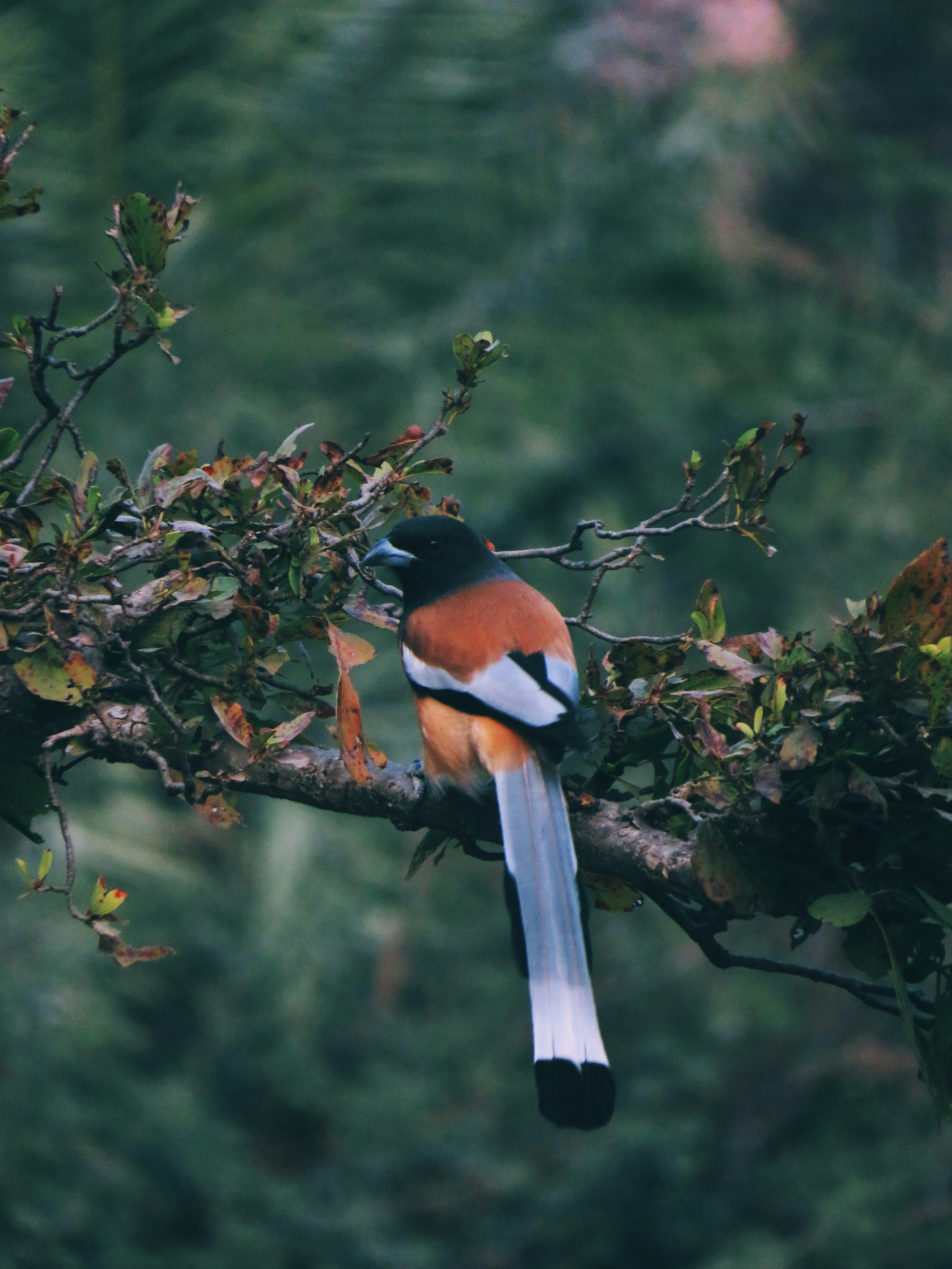 A colorful bird perched on a tree branch. photo – Free Forest Image on ...