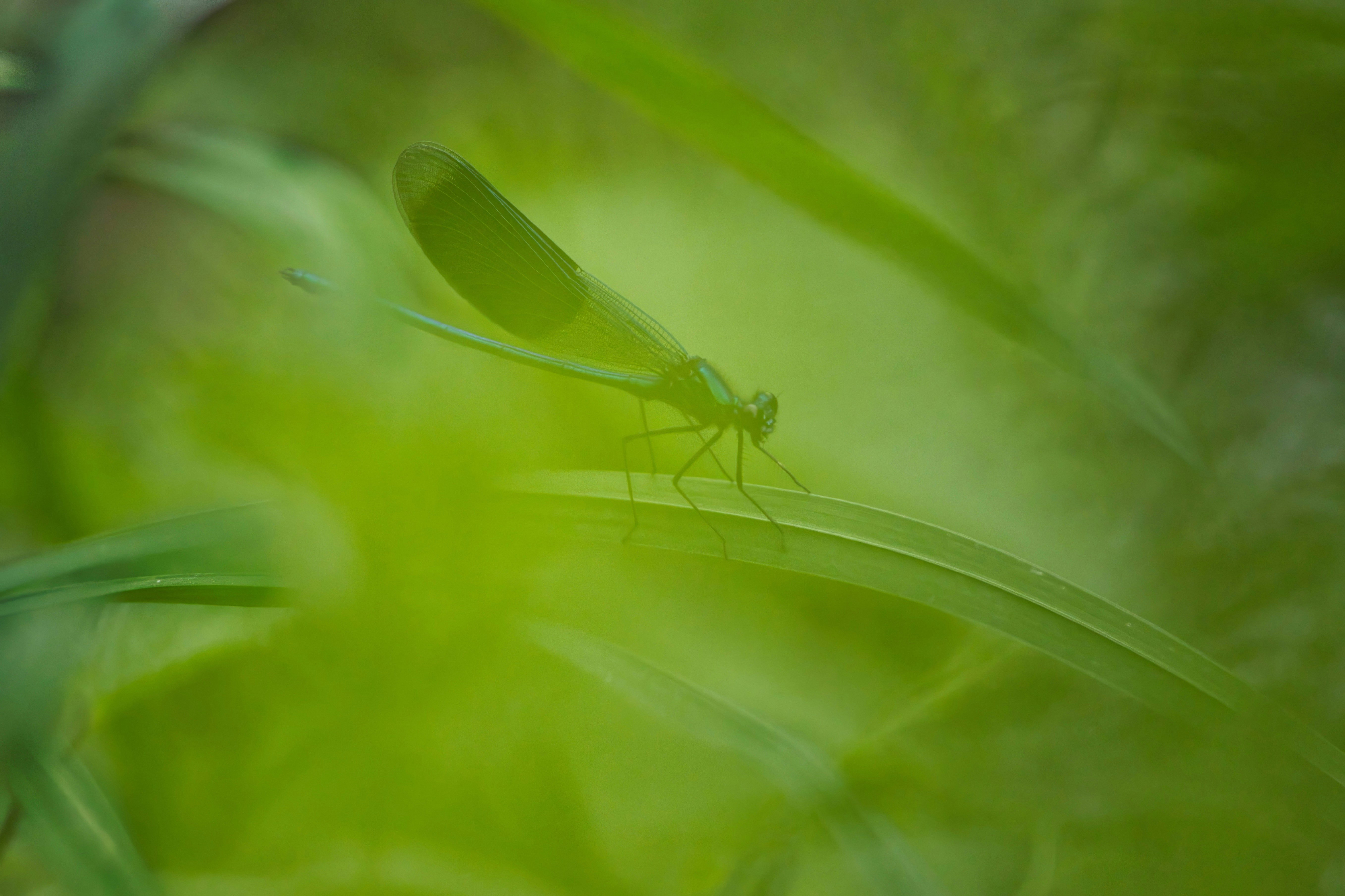 Photo by wvrede
