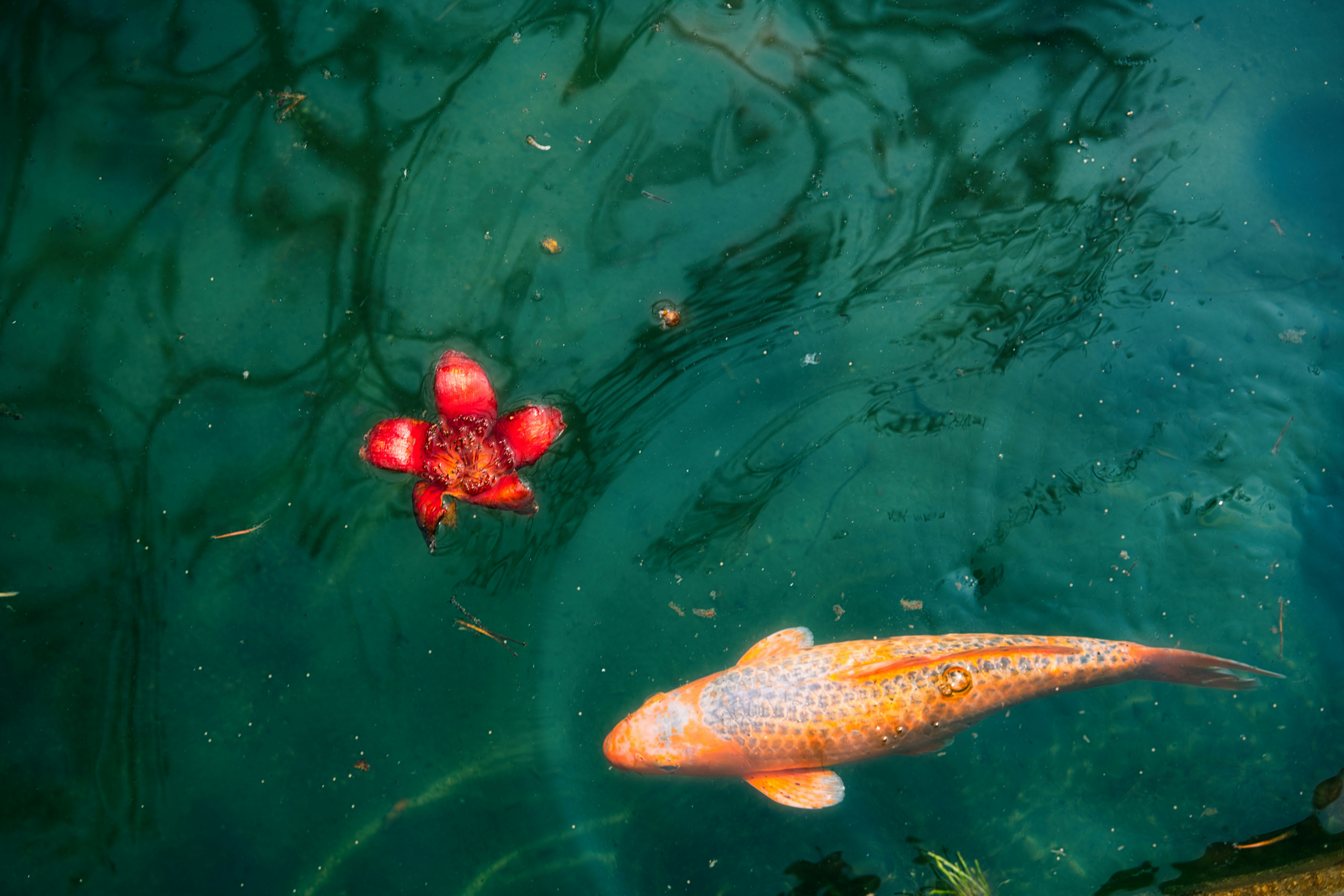 Seekor ikan koi oranye berenang di dekat bunga merah.