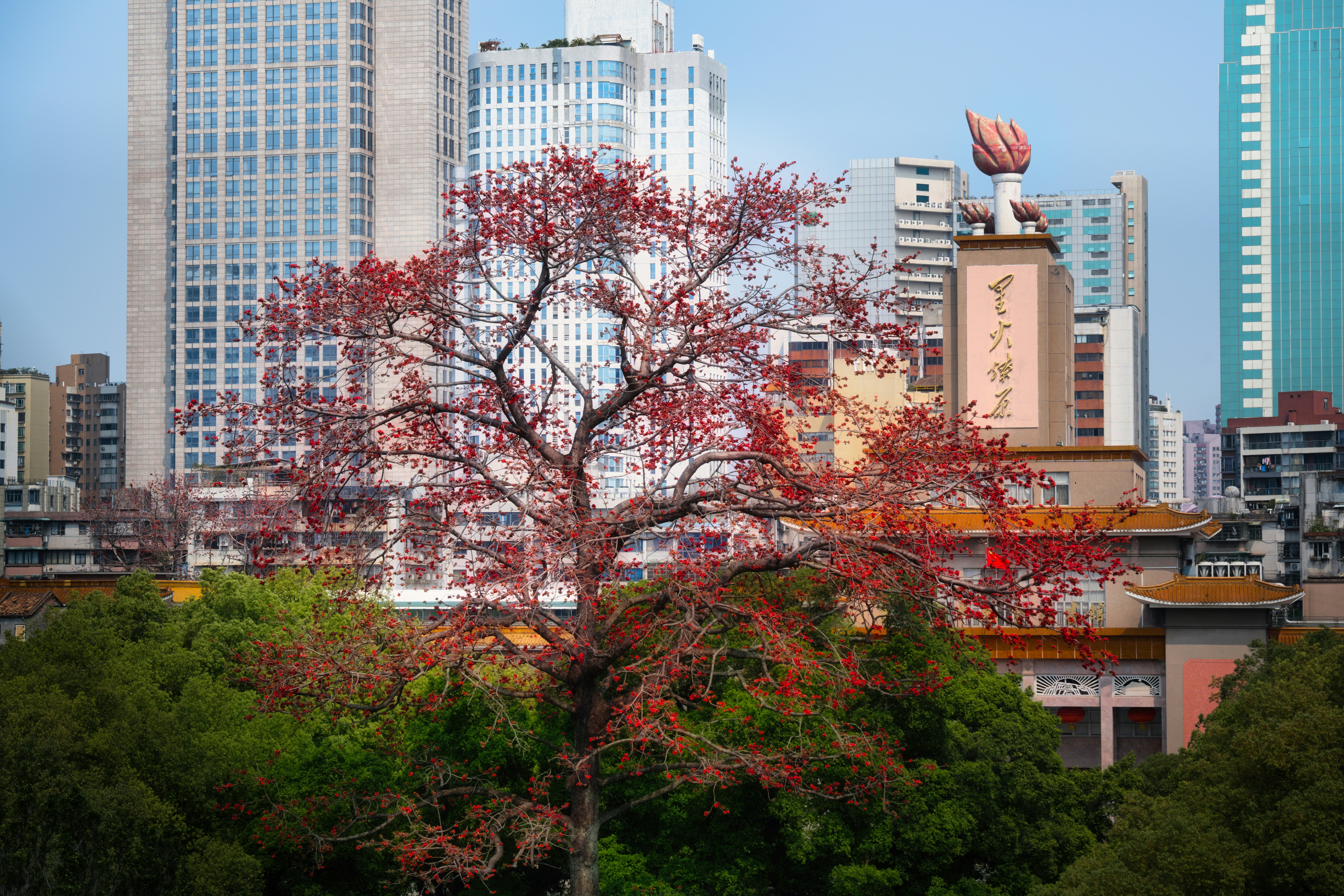 Pohon dengan daun merah di depan bangunan kota