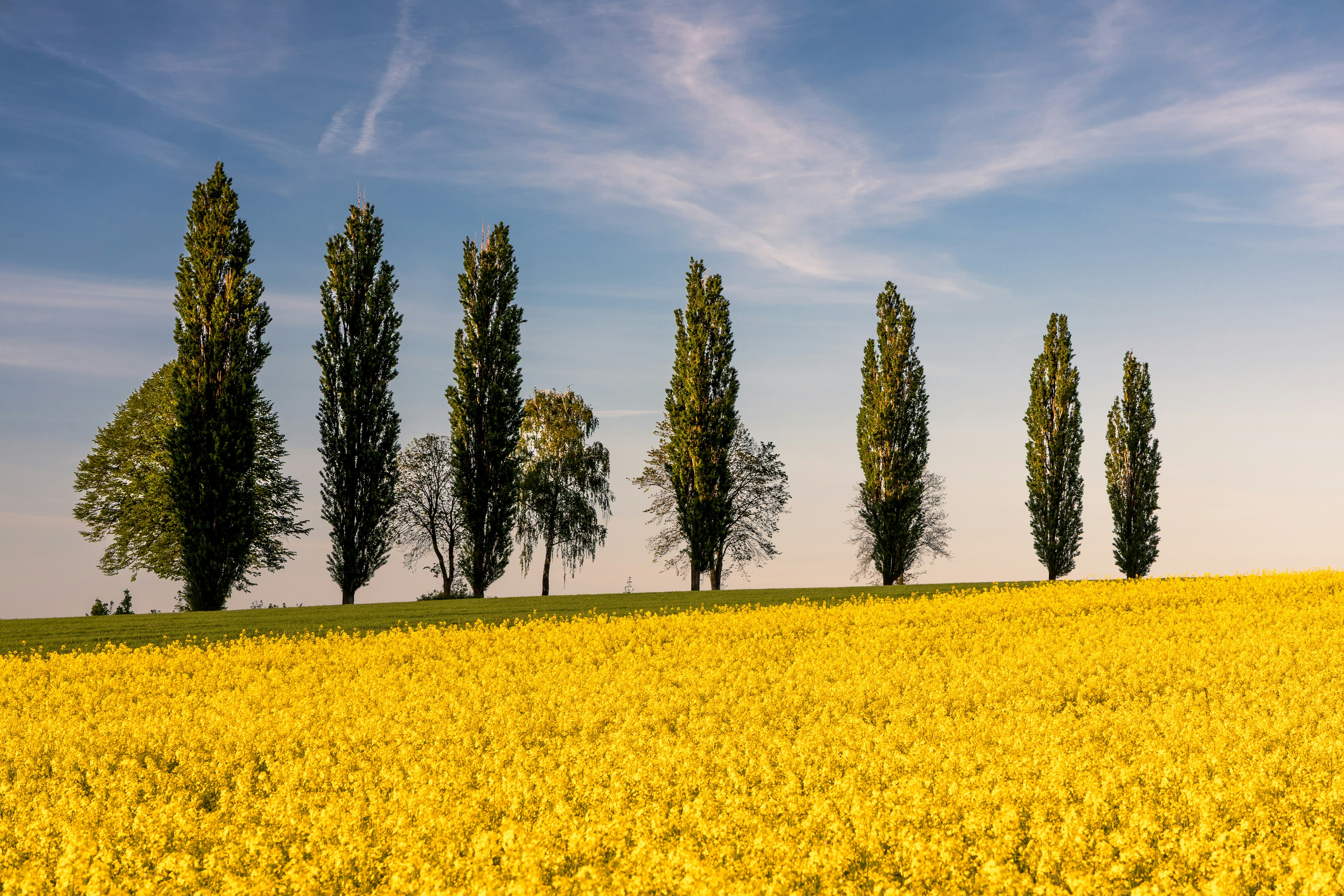 青空の下、明るい黄色の野原に背の高い木々が並んでいる。