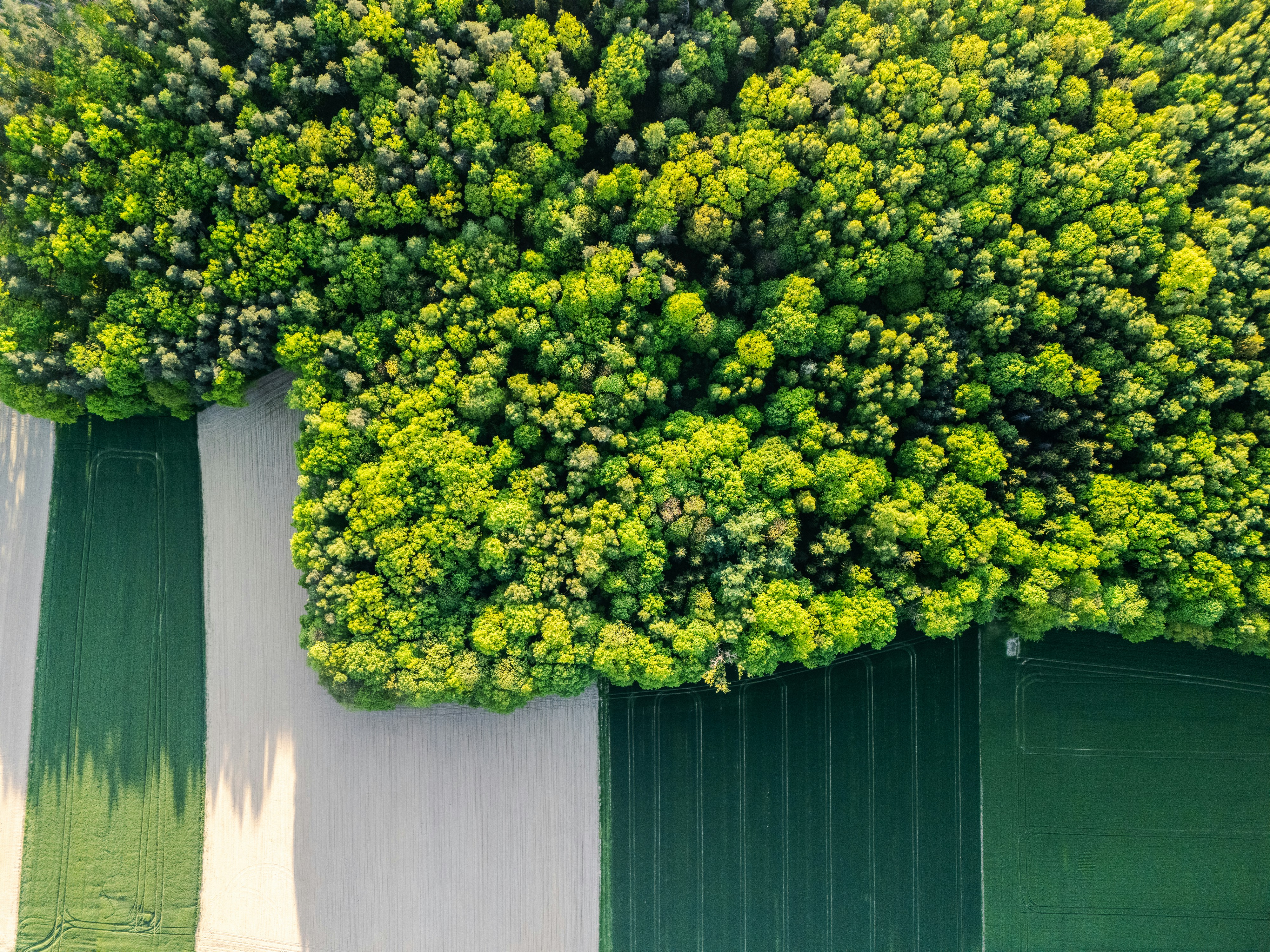縞模様の背景に緑の葉