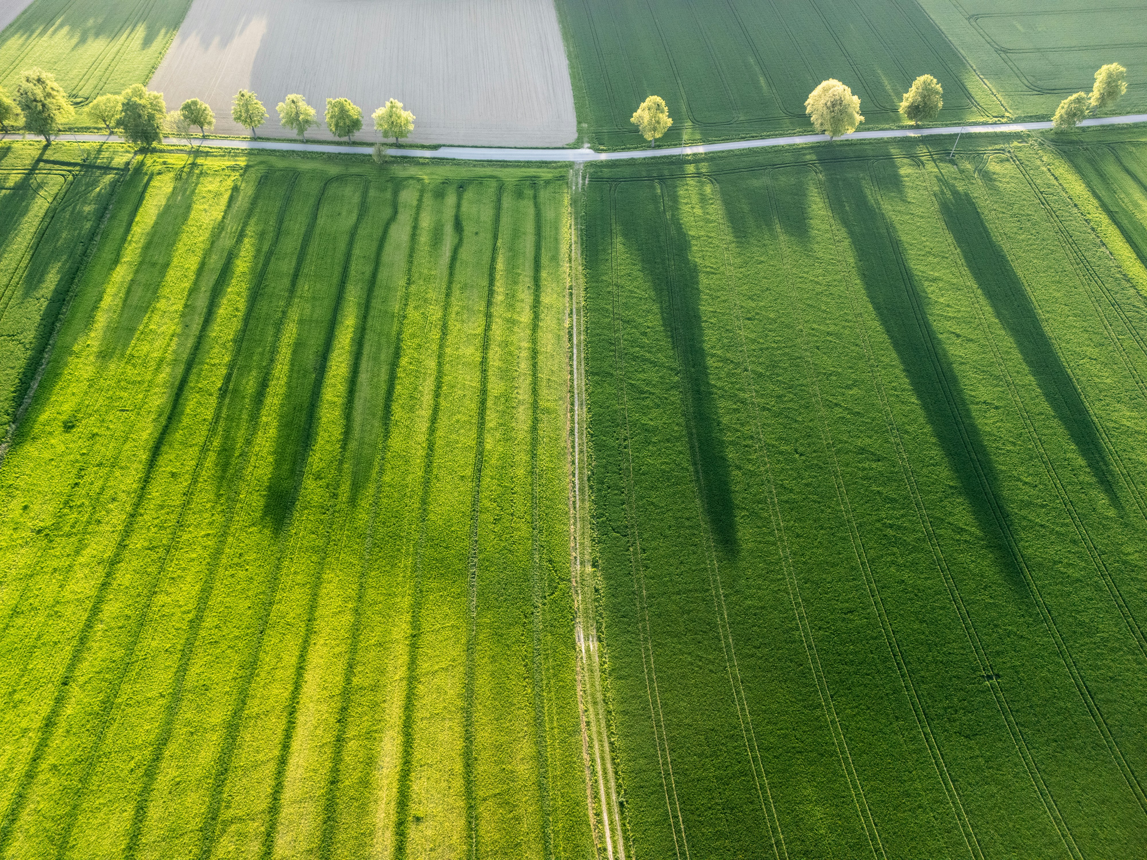 明るい太陽の下で緑の野原に長い影が伸びている。