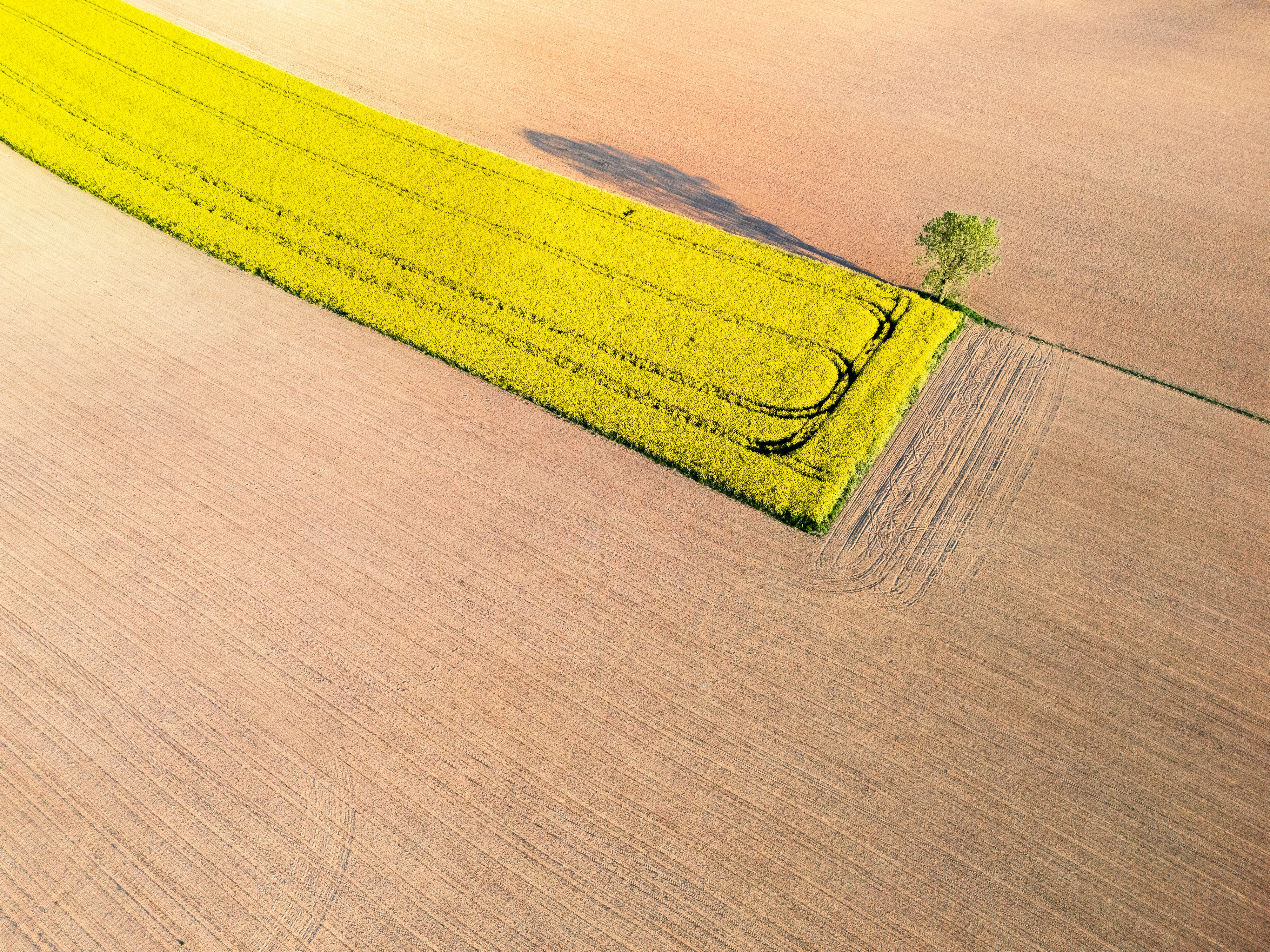 鮮やかな黄色い野原に一本の木と影が広がっている。