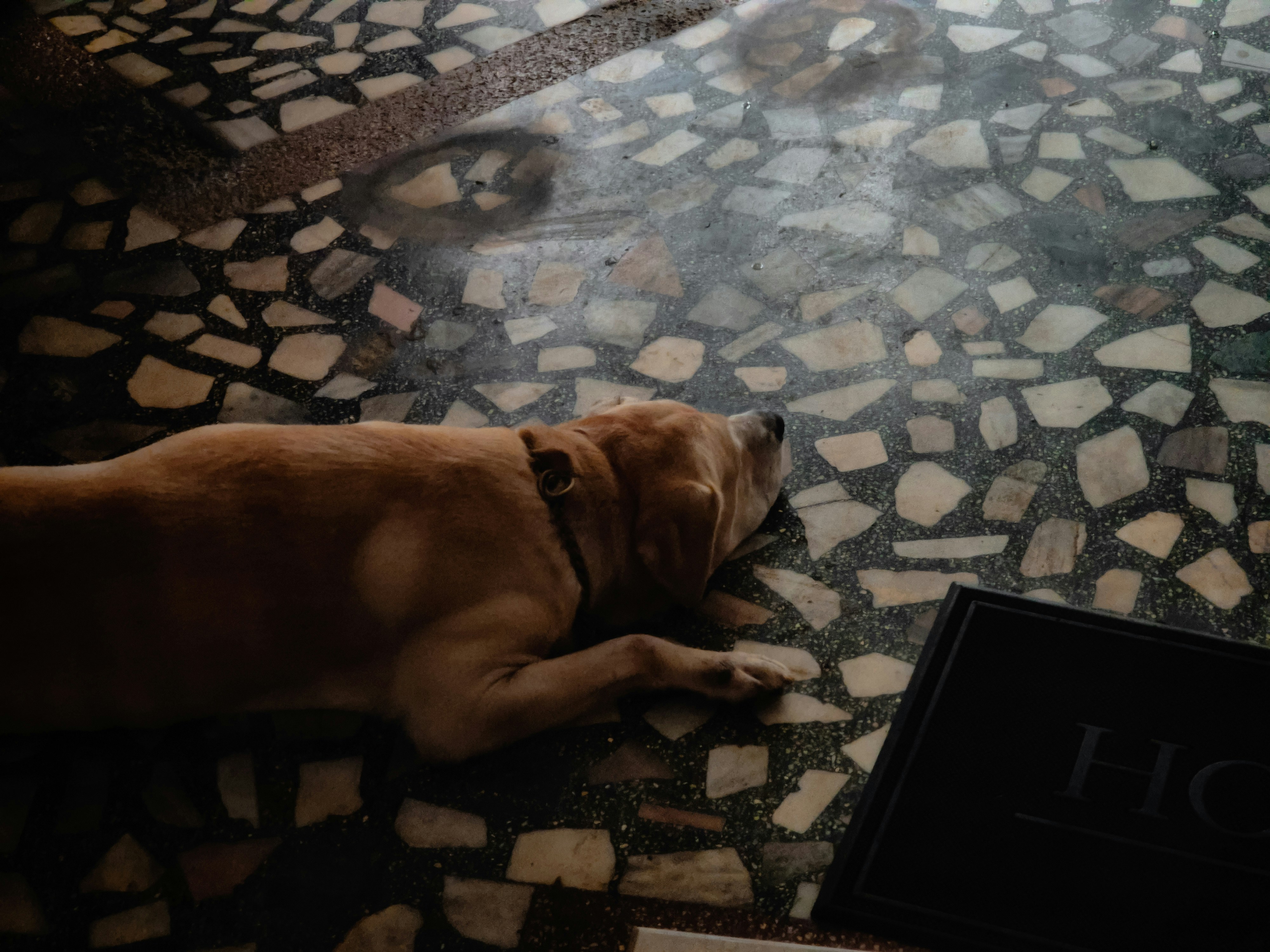 우리 강아지 비만? 집에서 체크하는 간단 방법