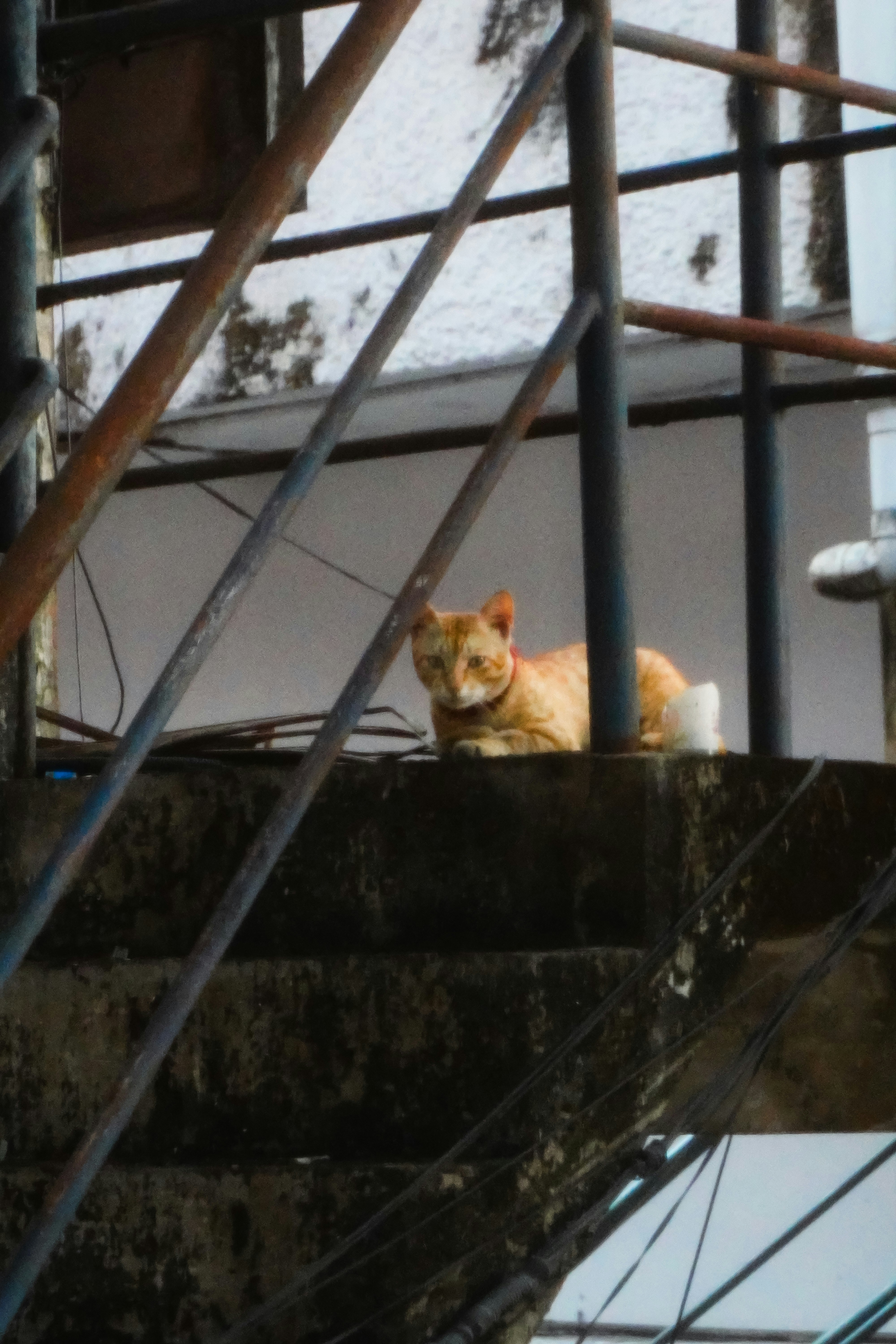 An orange cat sits on a concrete ledge.