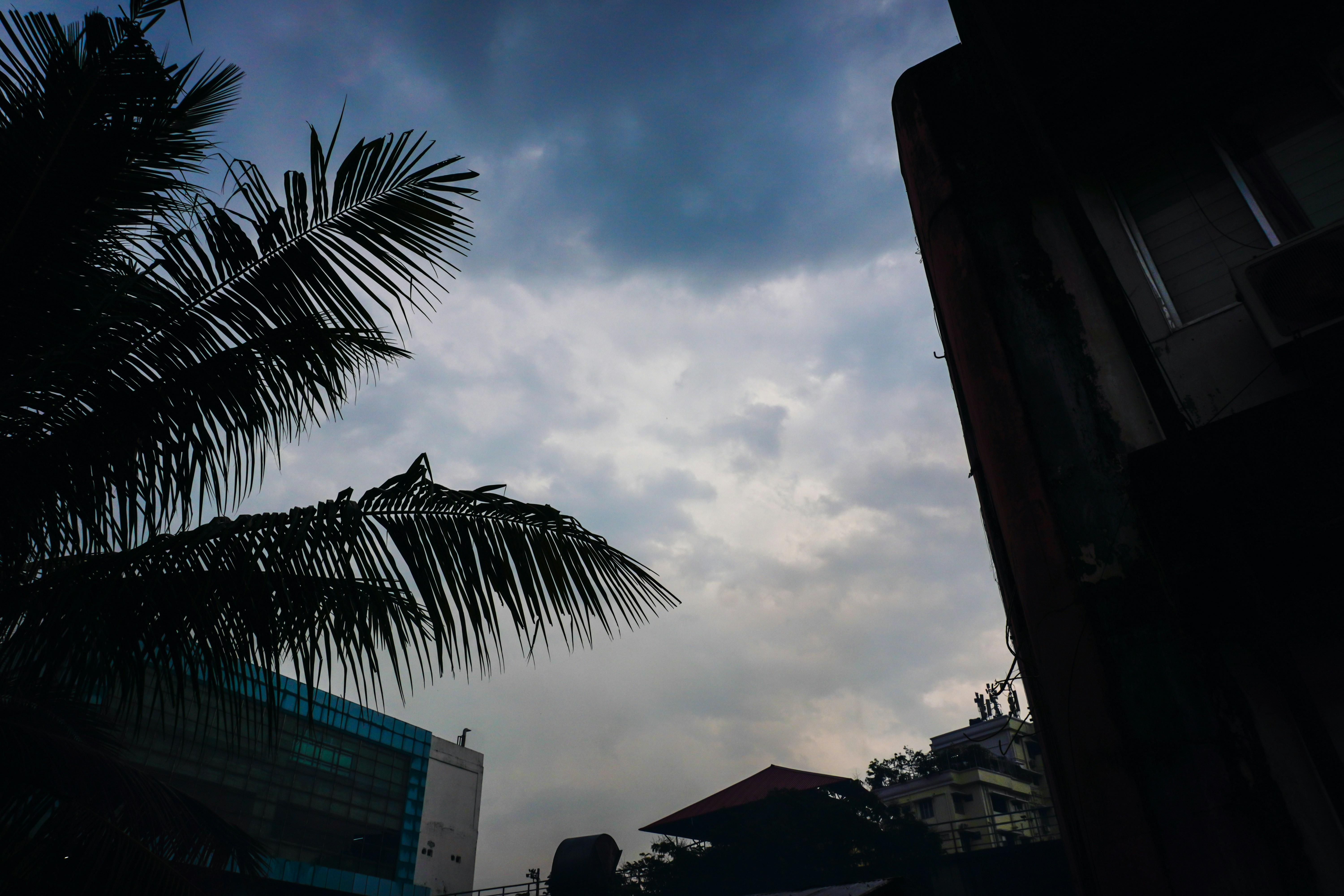 Foglie di palma contro un cielo nuvoloso con edifici.