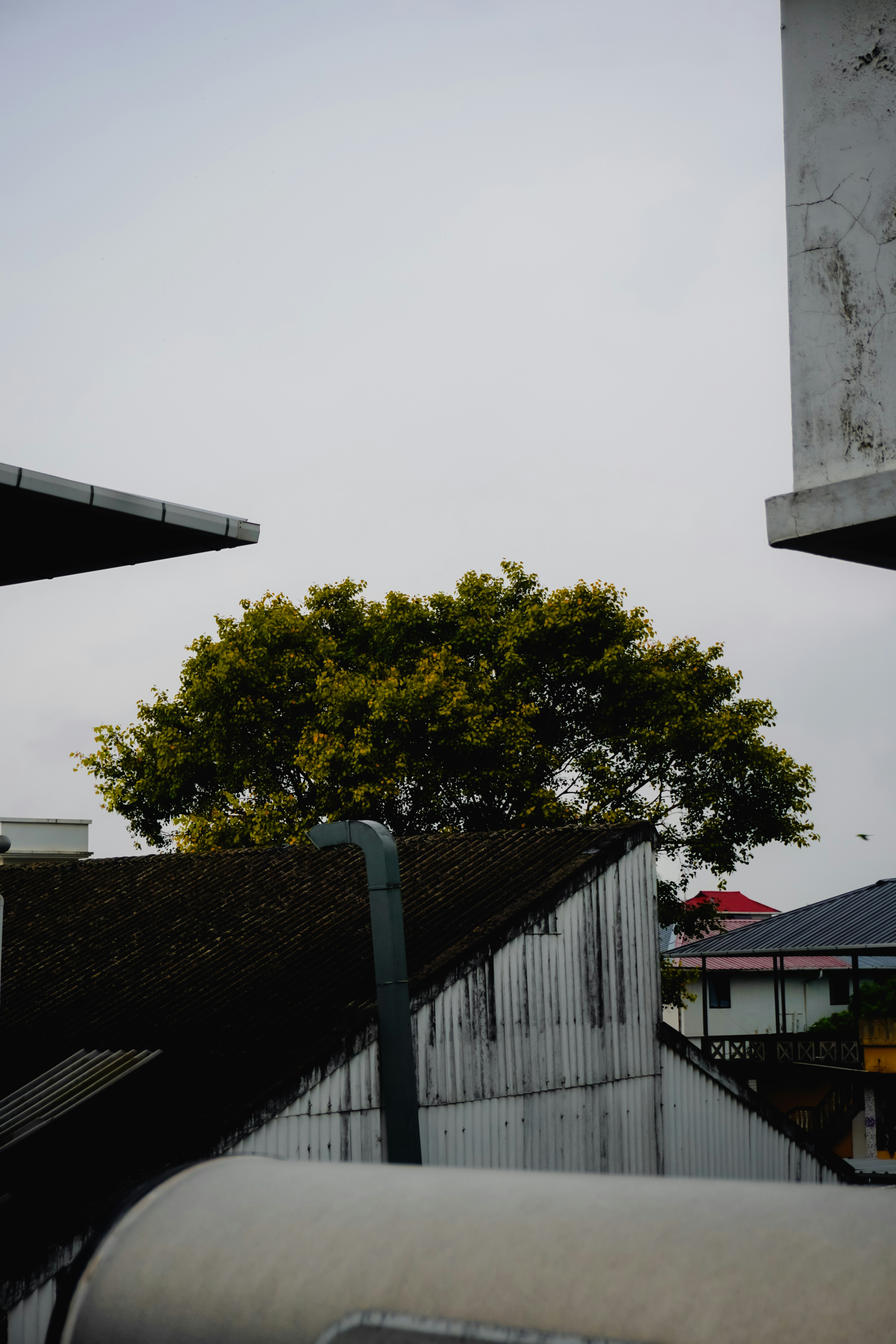tree branches near roof