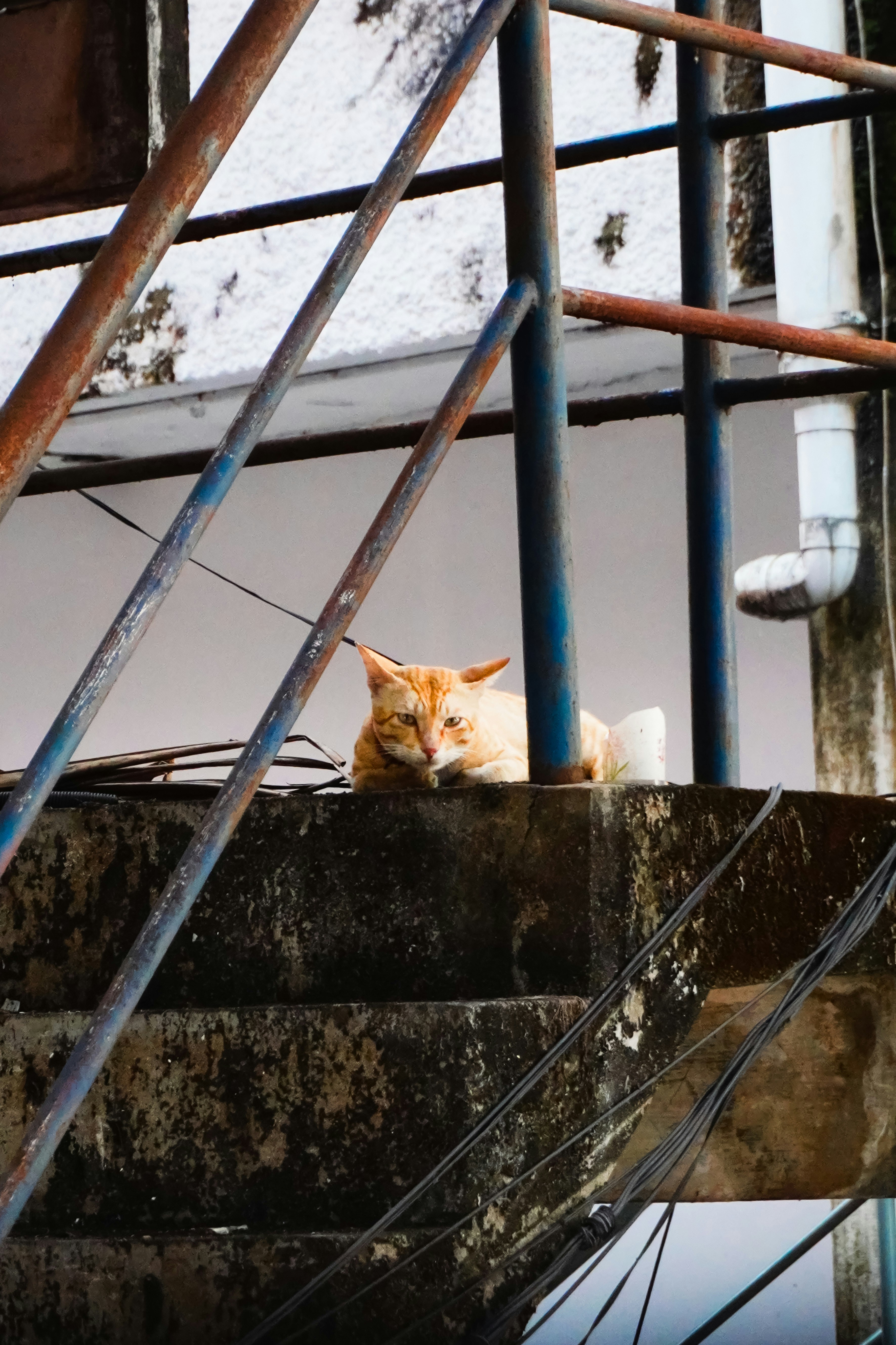 An orange cat rests on a concrete ledge.