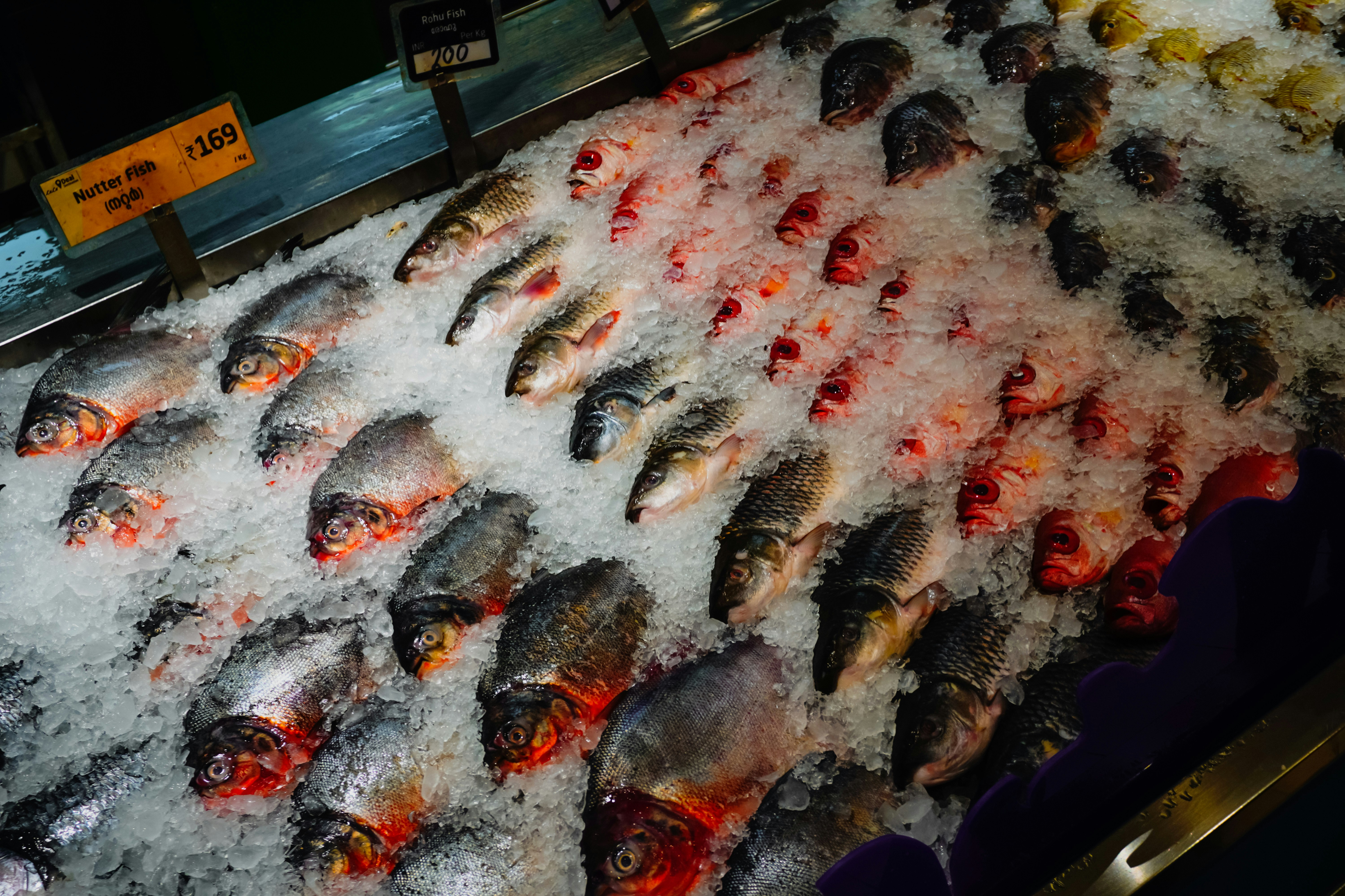 Fresh fish displayed on ice at a market.