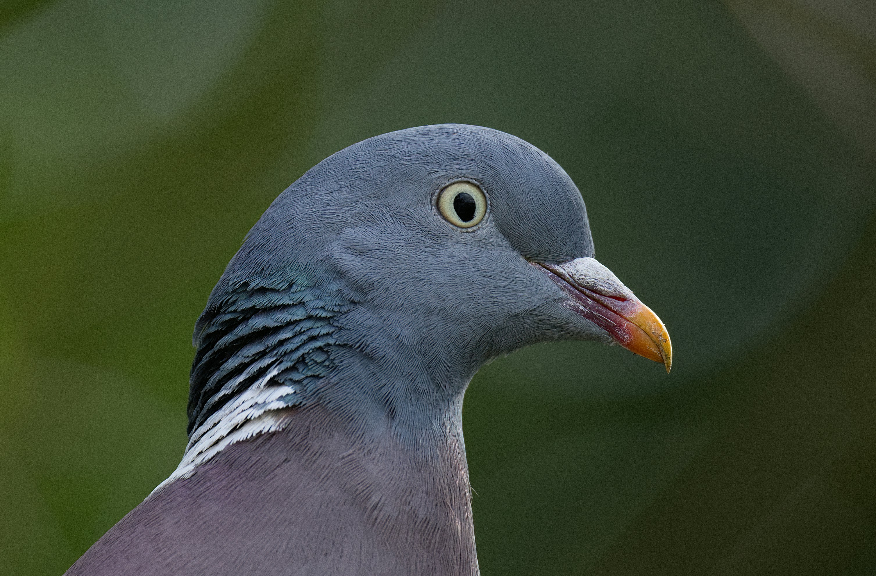 Close da cabeça de um pombo com fundo verde borrado