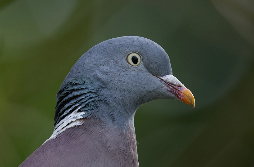 Close-up view of a pigeon's head and neck with slightly open beak facing right