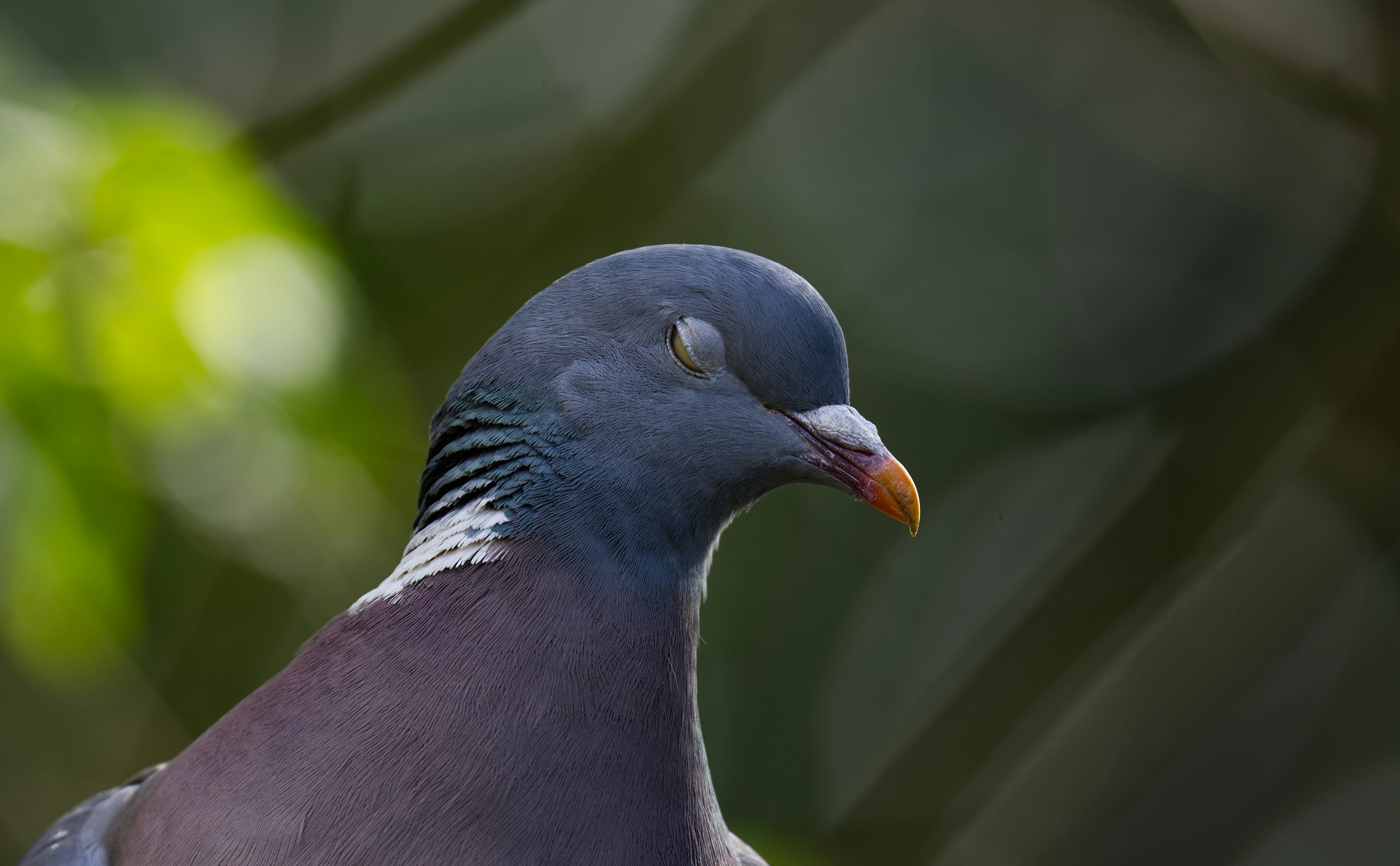 Um close de um pombo com os olhos fechados.