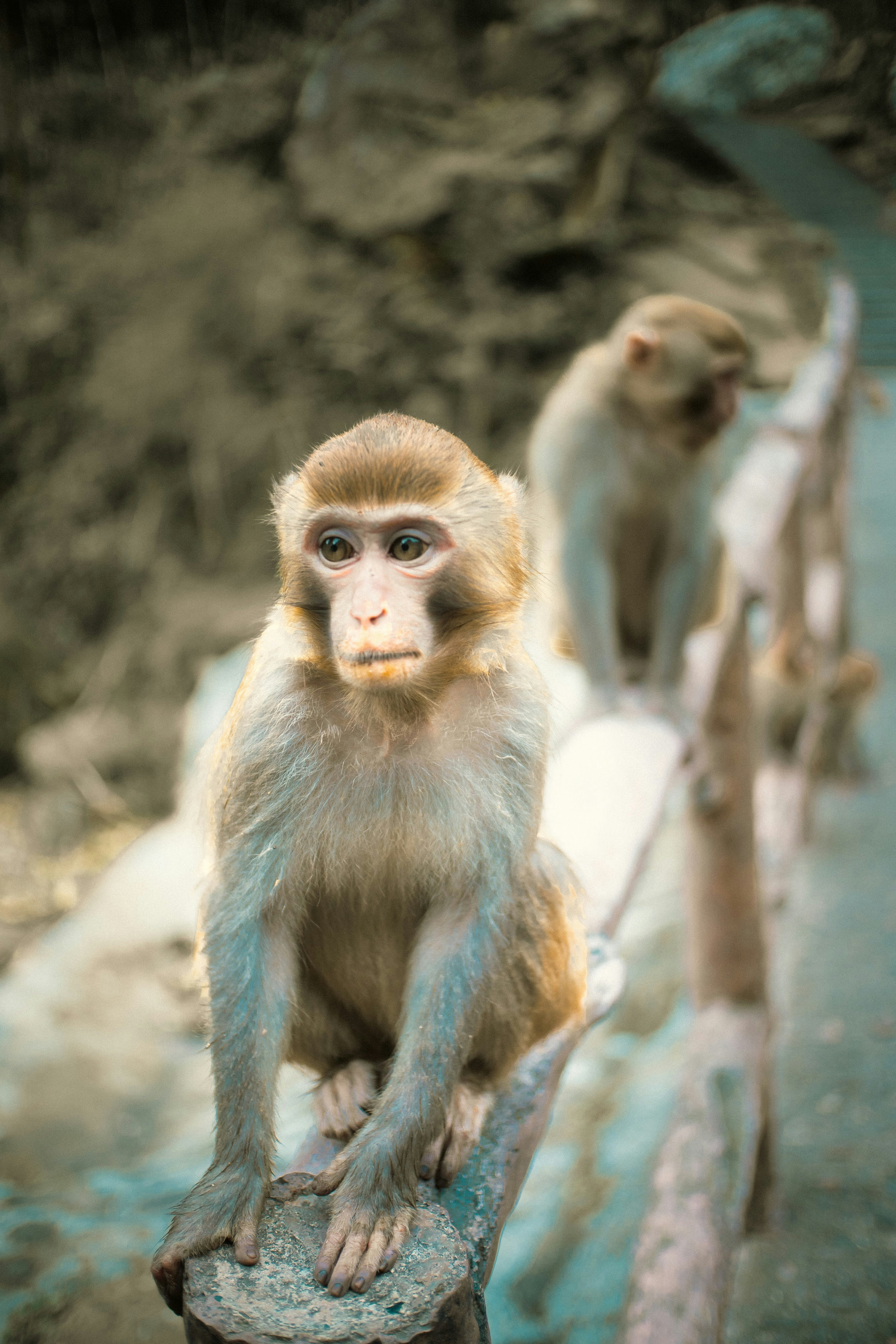 Deux singes assis sur une rambarde en bois à l’extérieur