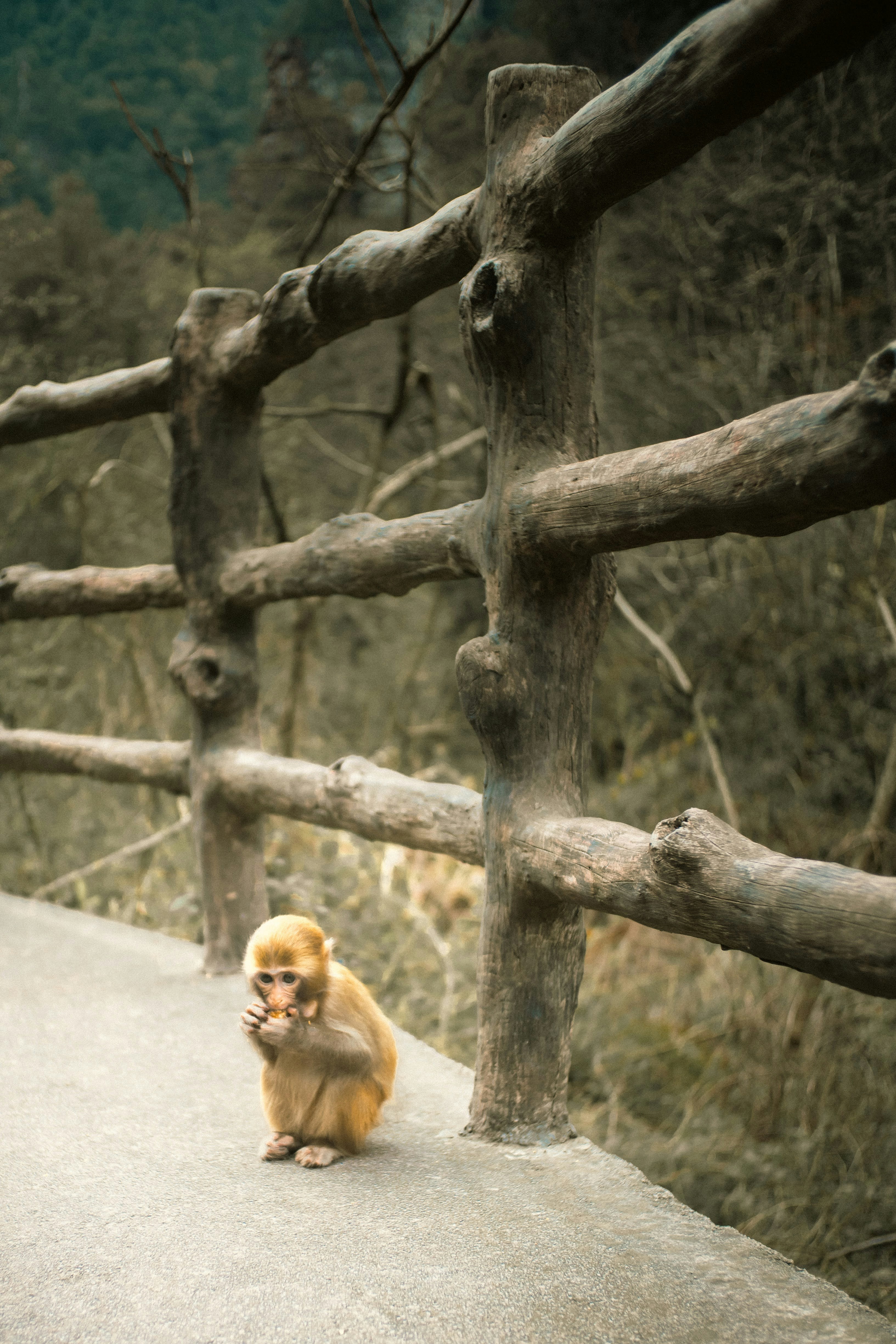 Un petit singe est assis seul sur un chemin.