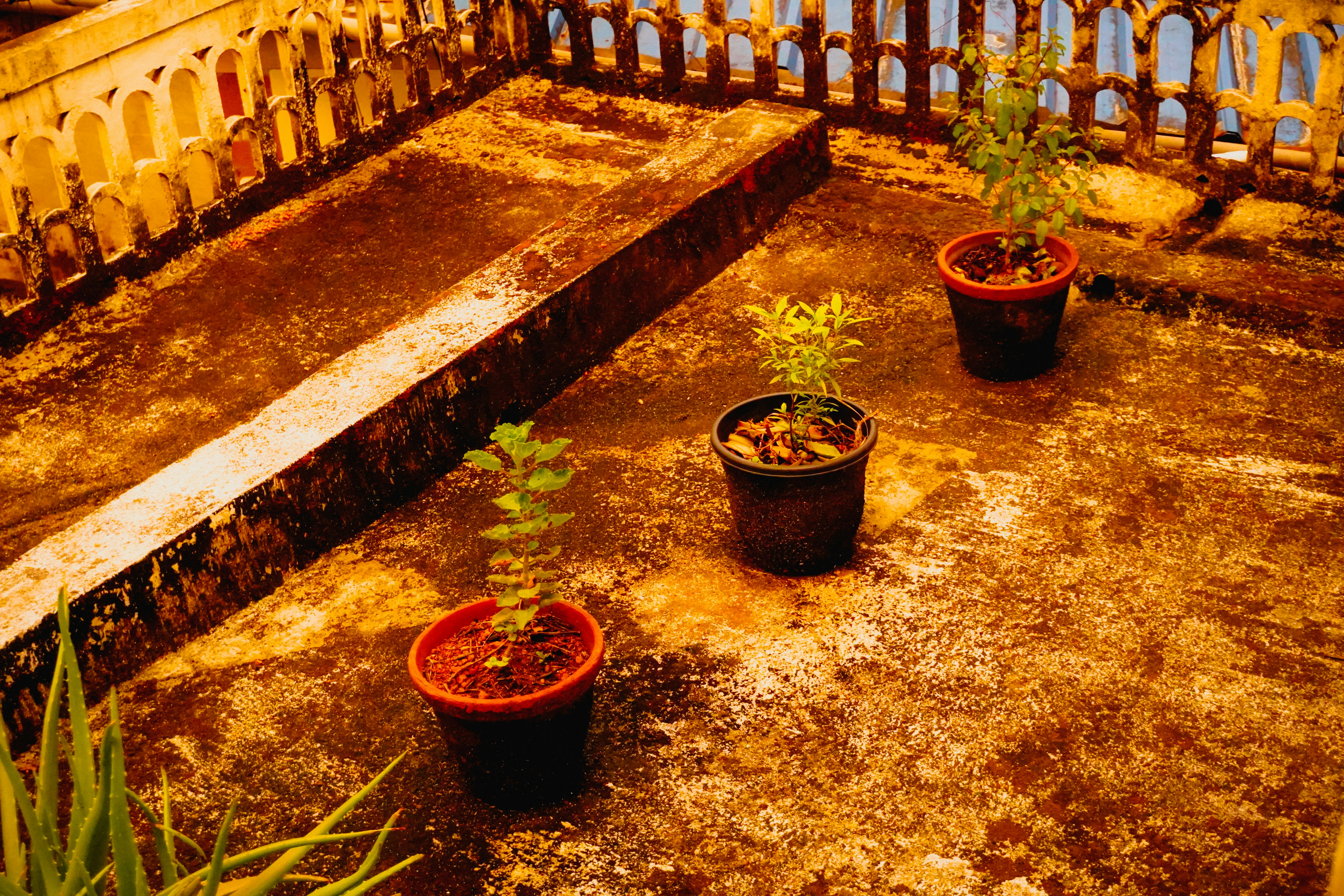 Three potted plants on a weathered rooftop
