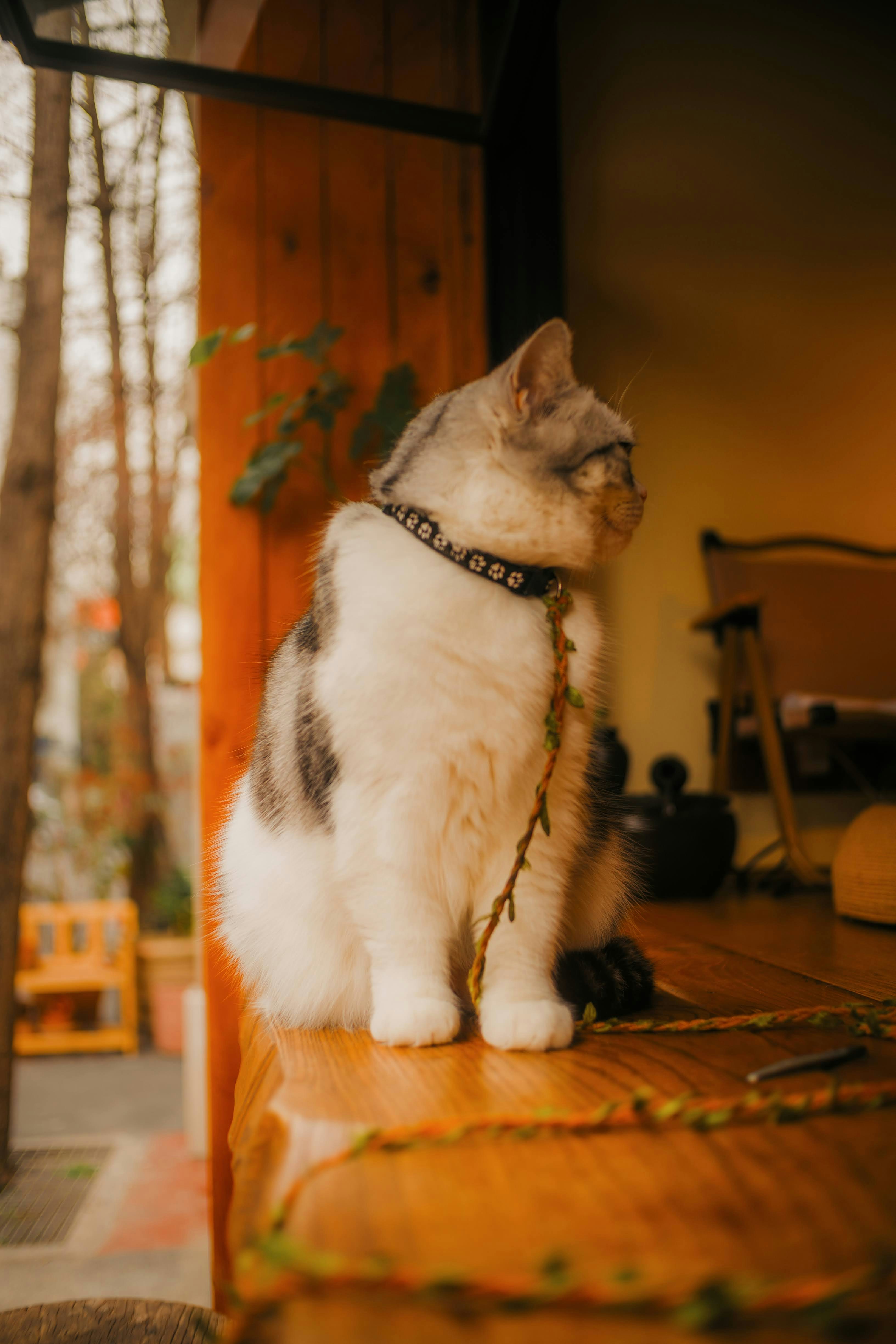 首輪をつけた猫が木の表面に座っている。