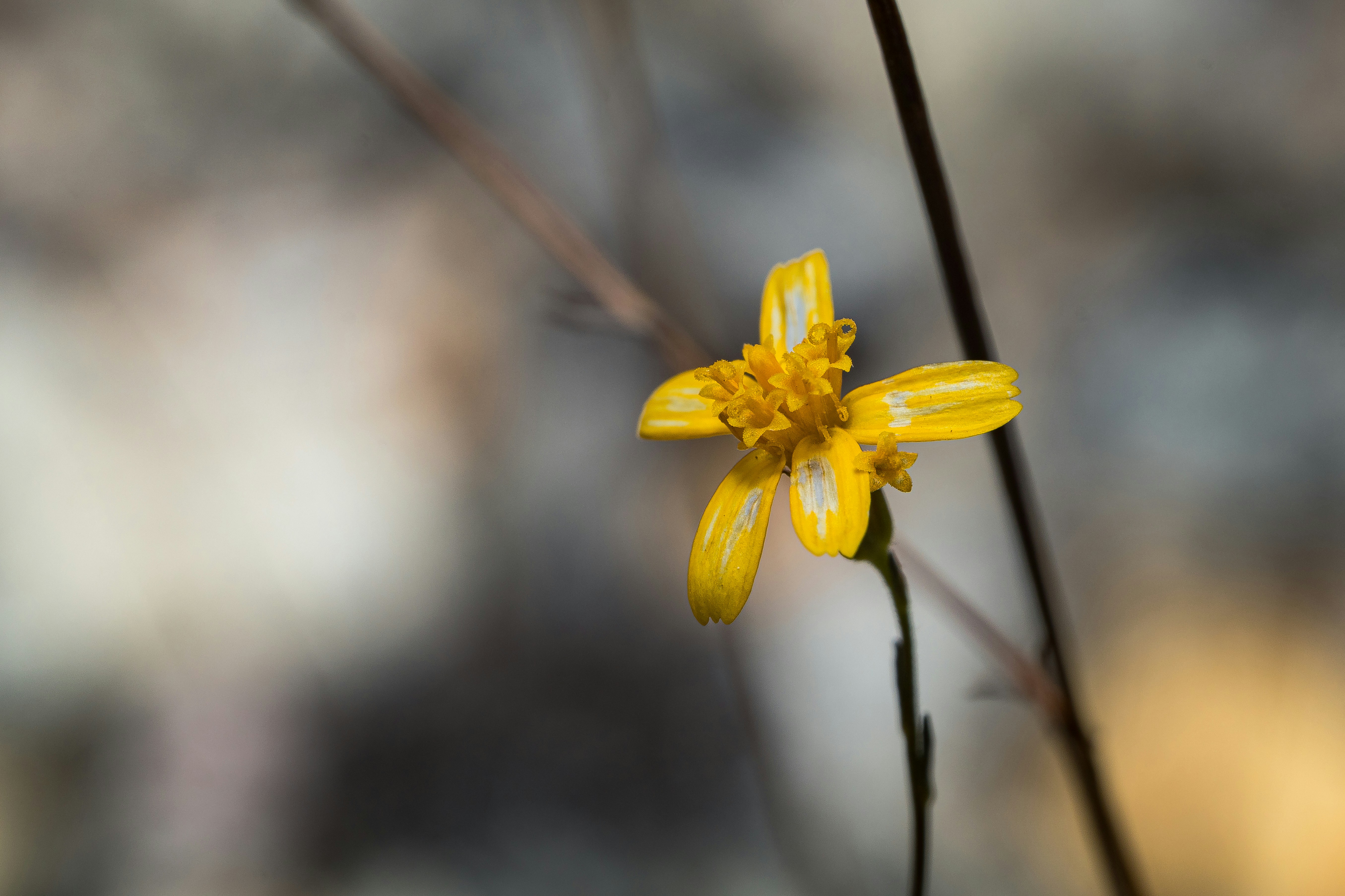 A single yellow wildflower blooms against a blurred background