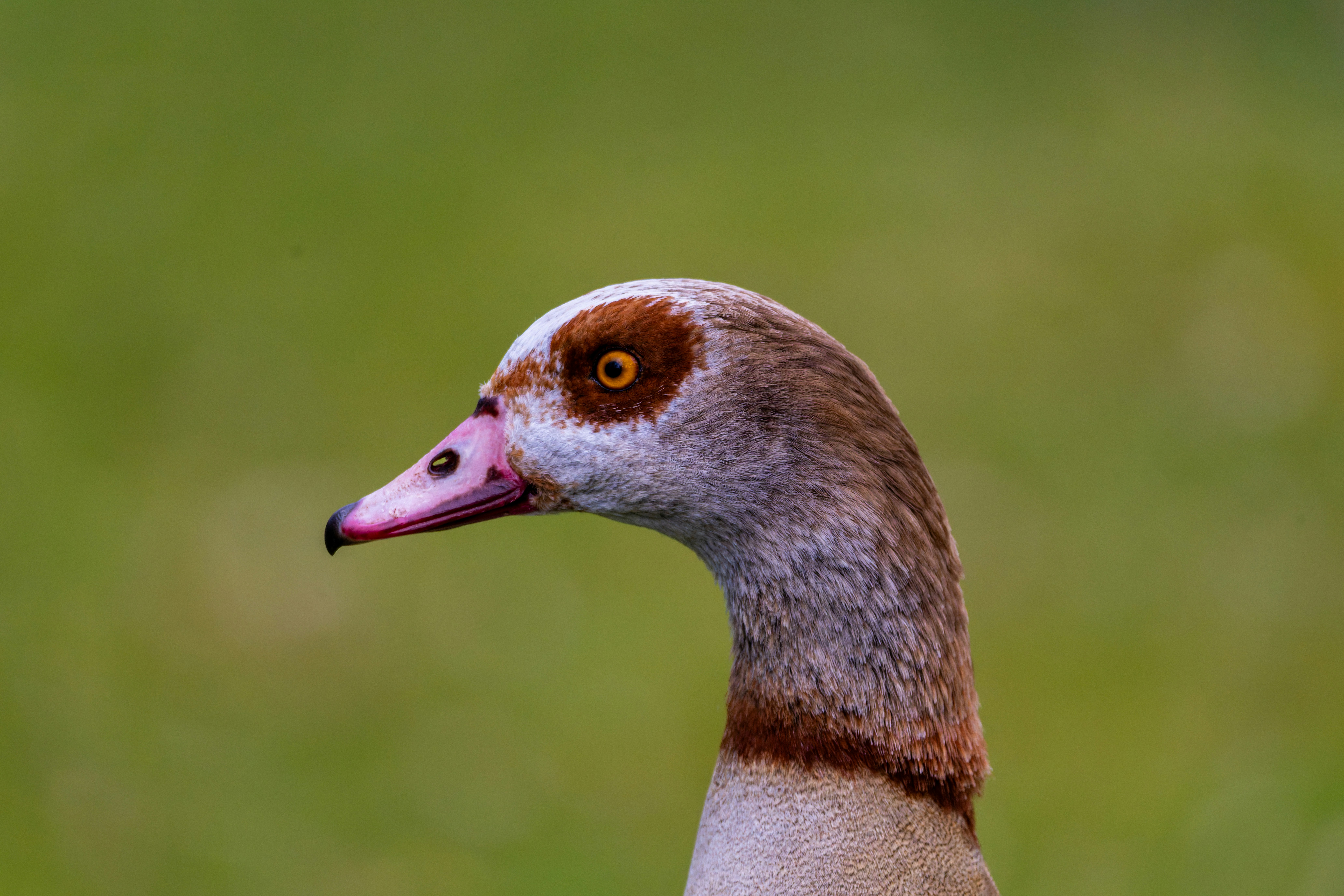 Nahaufnahme eines ägyptischen Gänsekopfes mit grünem Hintergrund
