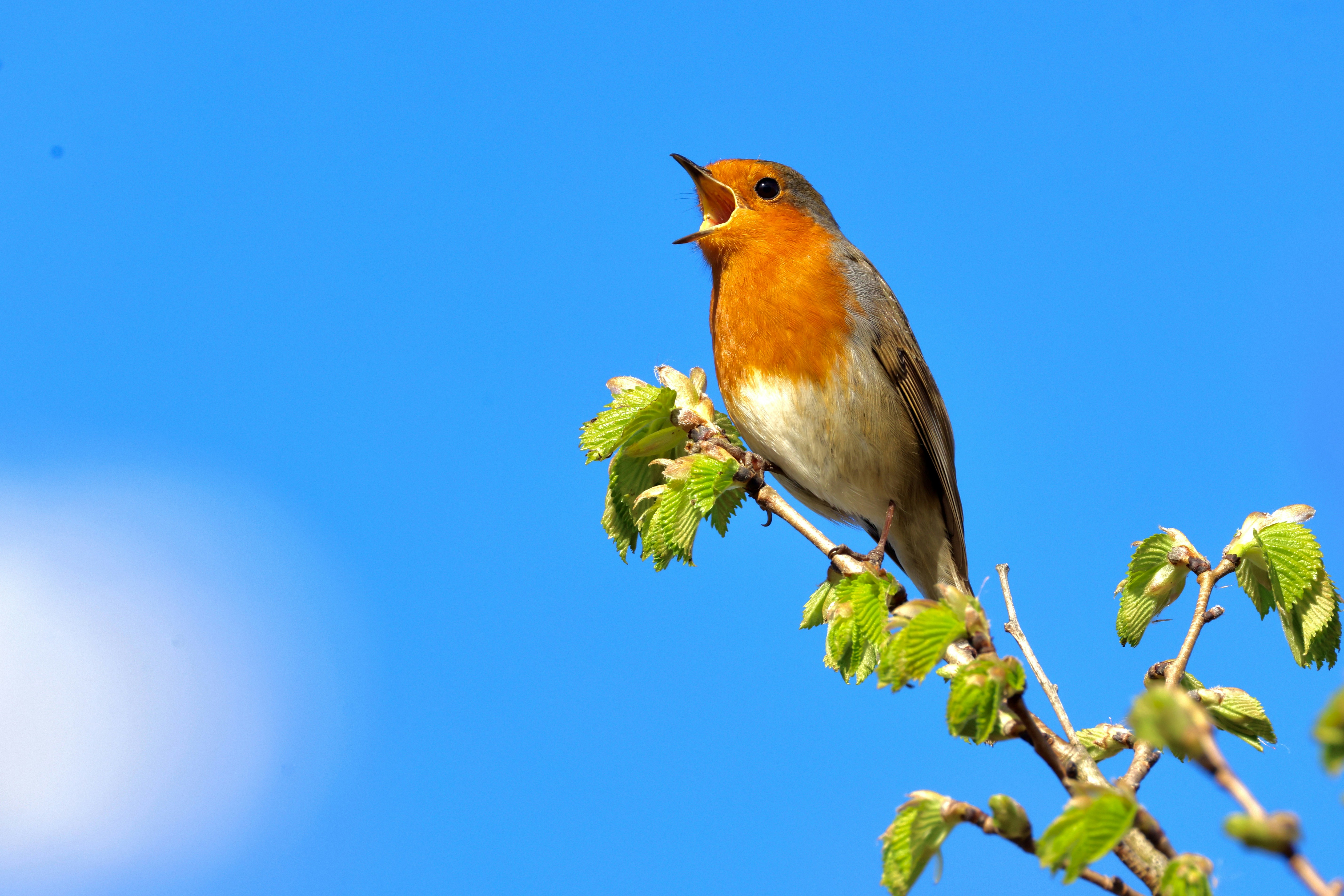 A robin sings perched on a leafy branch.